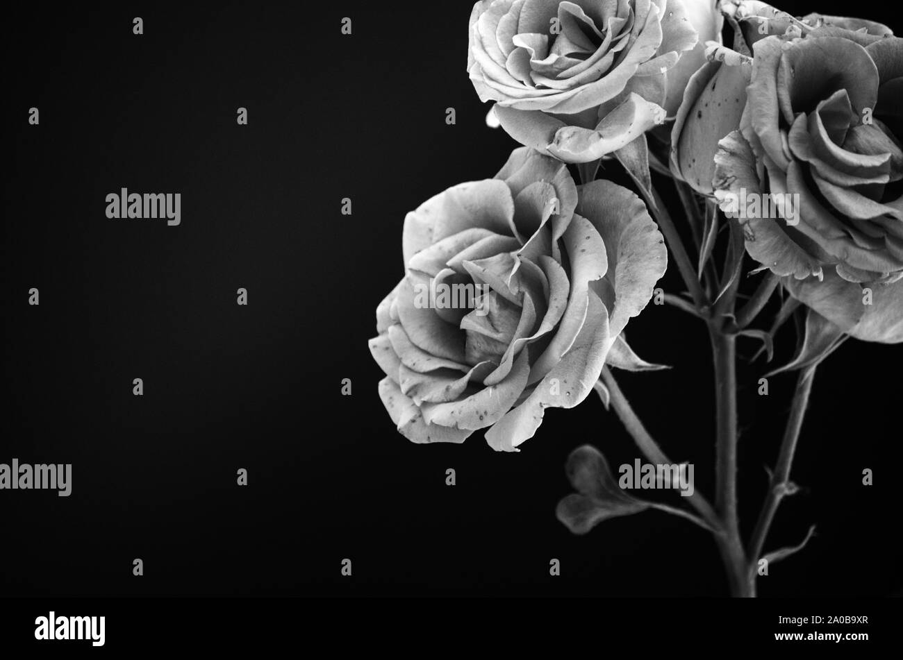 Feuilles EN FORME DE COEUR ET DES ROSES Banque D'Images