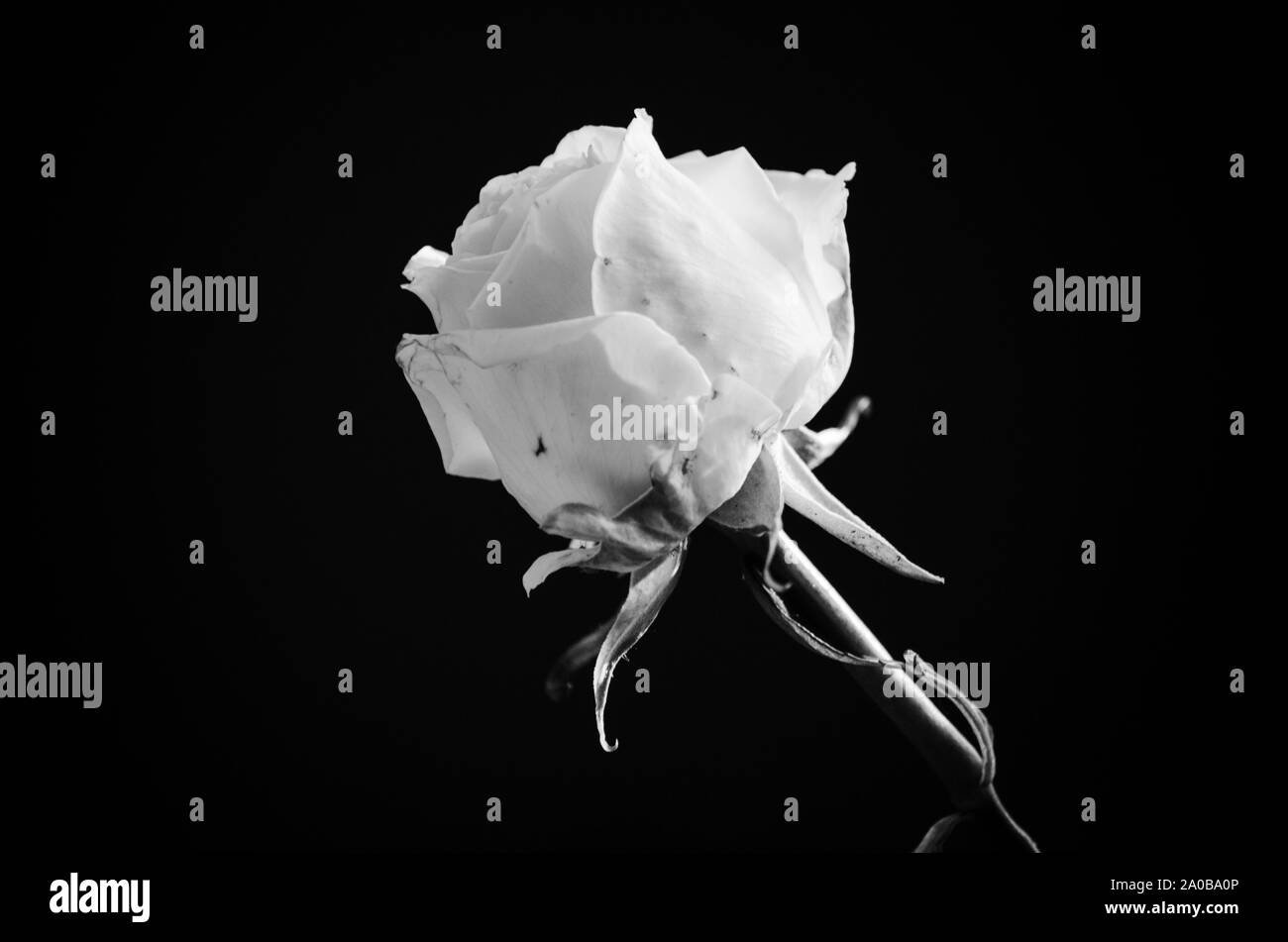 Rose blanche sur fond noir Banque de photographies et d’images à haute