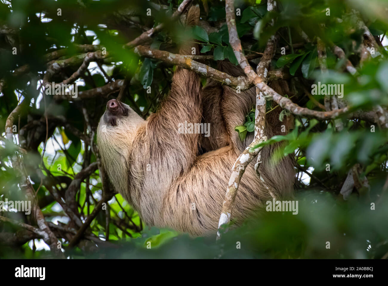 Deux grandes Hoffmann-toed sloth (Choloepus hoffmanni) suspendu à une branche d'arbre image prise dans la forêt tropicale de Panama Banque D'Images
