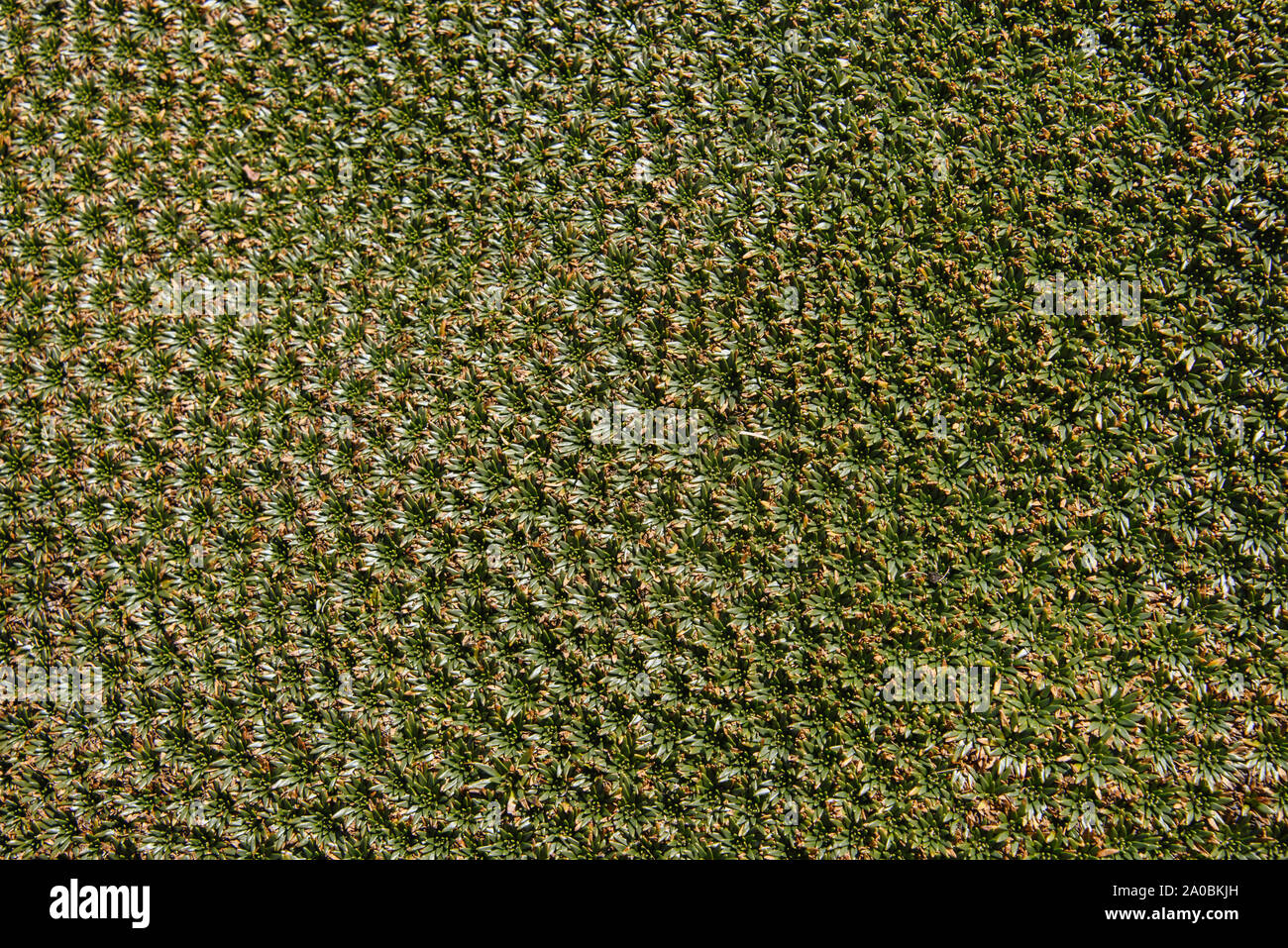Yareta (Llareta) plantes (Azorella compacta ) qui poussent au-dessus de 3 000 mètres sur la cordillère Huayhuash circuit, Ancash, Pérou Banque D'Images
