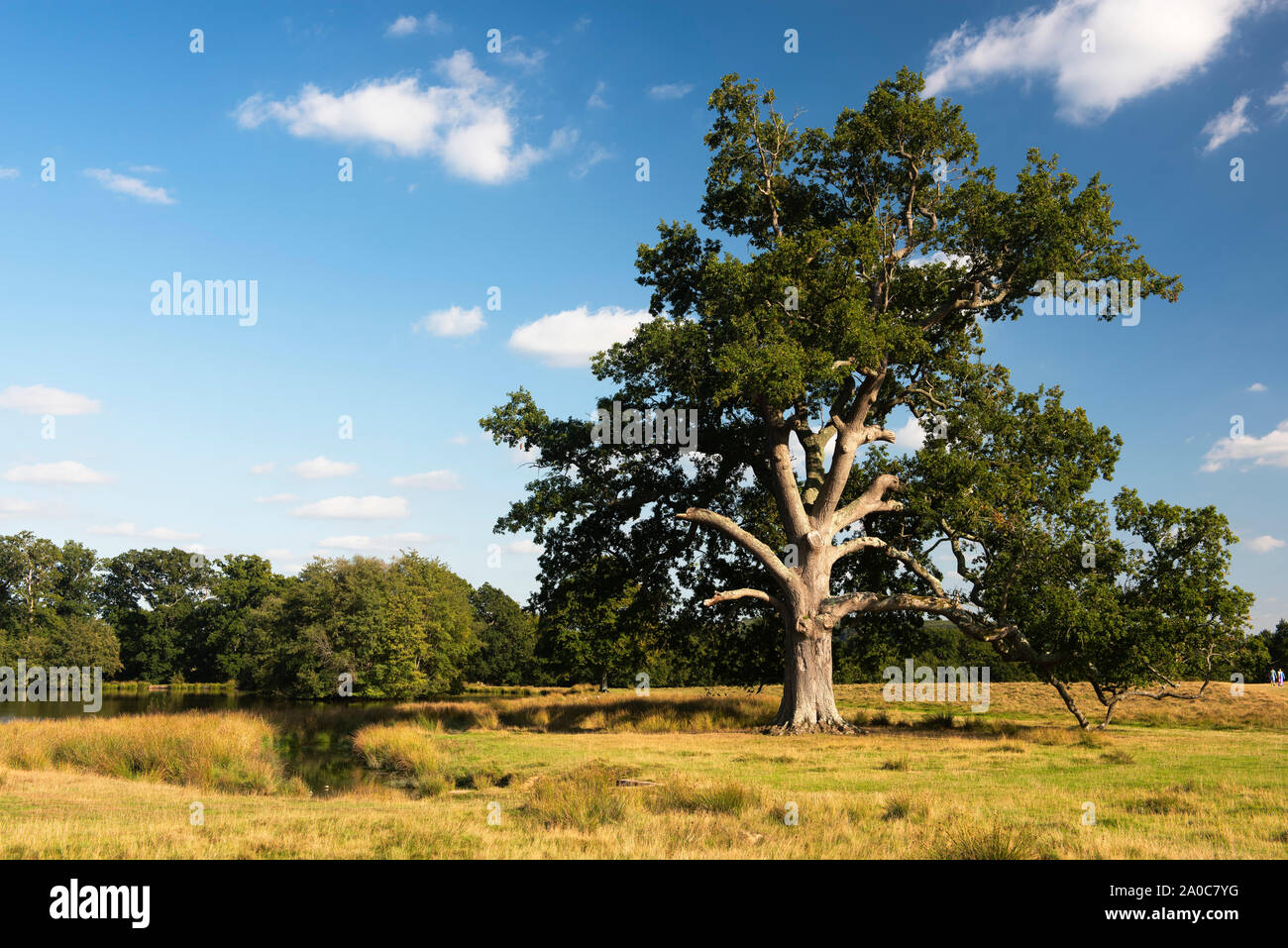 La fin de l'été dans un parc landcaped Petworth deer park par Lancelot 'Capability' Brown, West Sussex, England, UK Banque D'Images