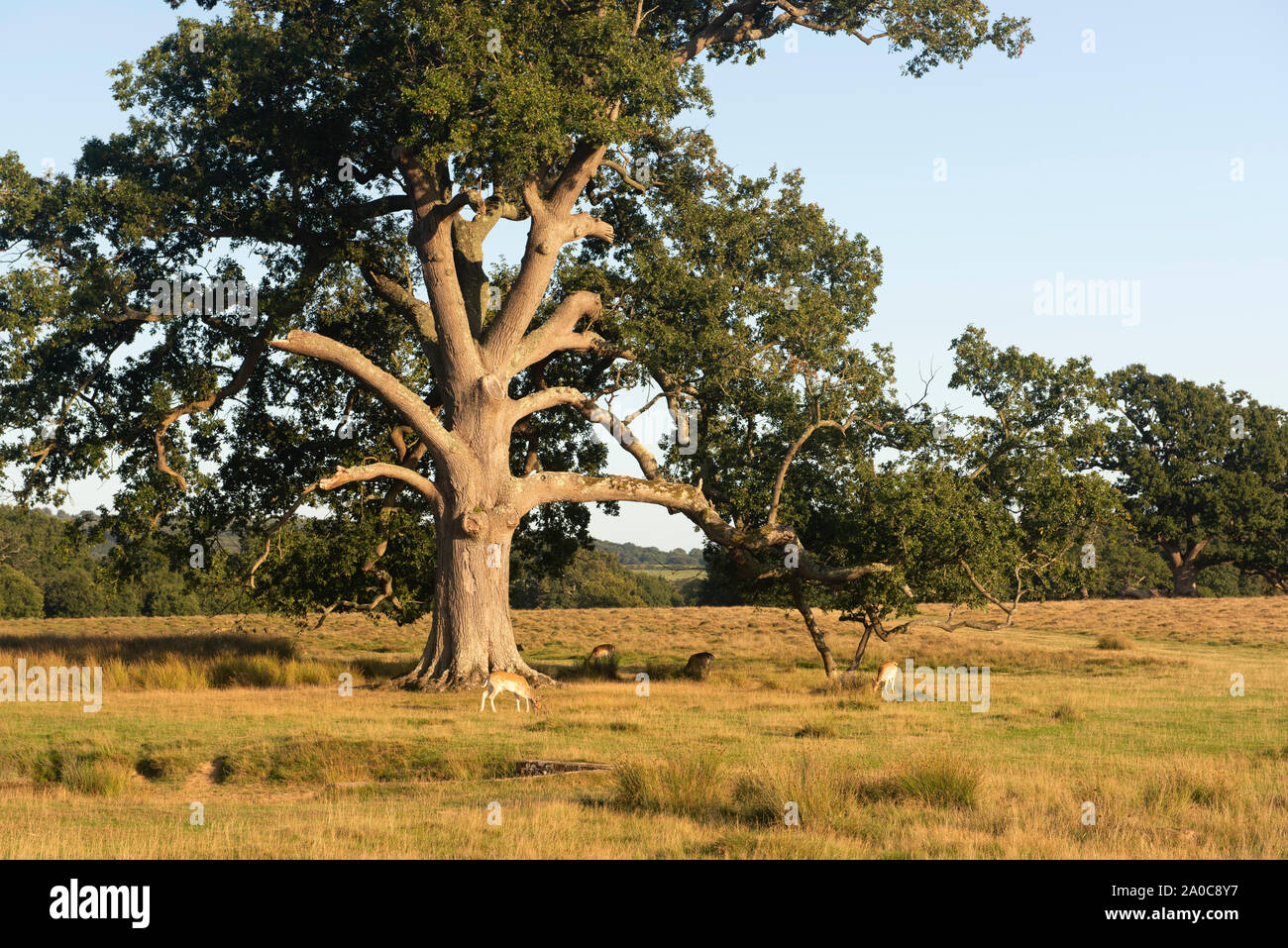 La fin de l'été dans un parc de stationnement à Petworth deer park par Lancelot 'Capability' Brown, West Sussex, England, UK Banque D'Images