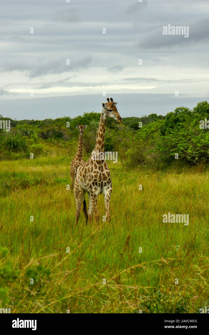 Girafe (Giraffa camelopardalis) Phinda Game Reserve Pinda Banque D'Images