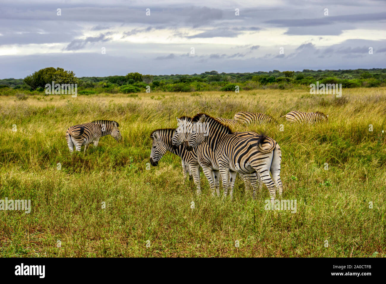 Zebra (Equus quagga) - Jeu de Phinda, Afrique du Sud Banque D'Images