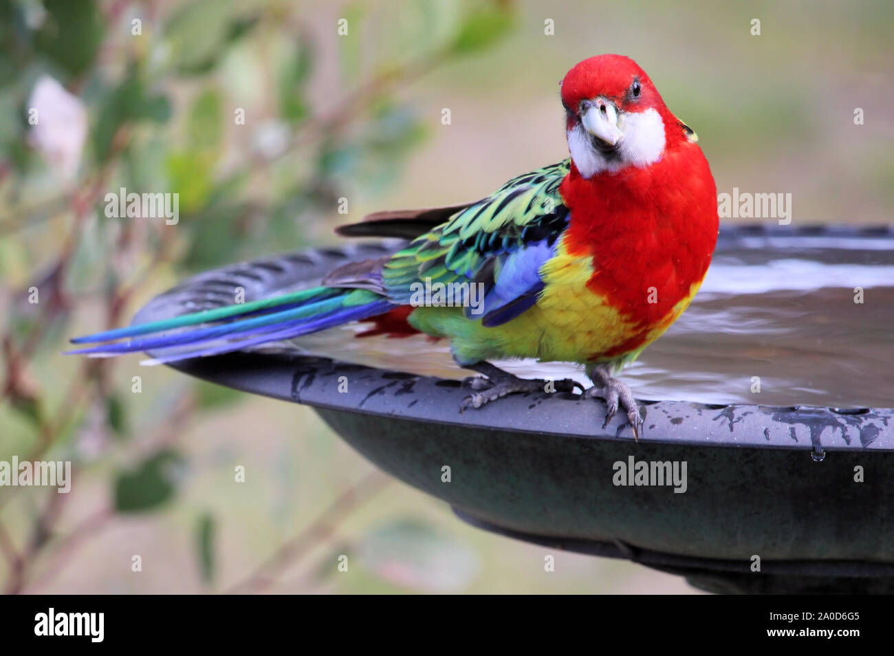 L'Est sauvage (Rosella Platycercus eximius) avec endommagé/déformé le projet de loi, à lunettes, dans le sud de l'Australie Banque D'Images