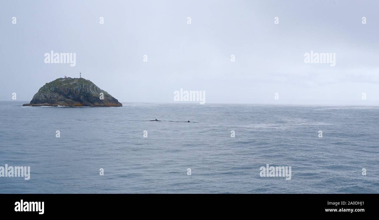 Rorqual commun en Alaska Banque D'Images