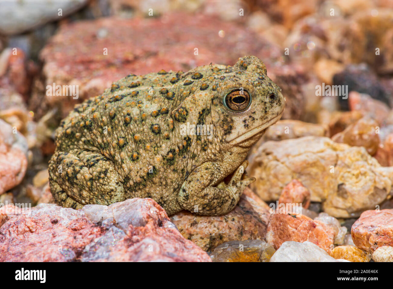 Le Crapaud de Woodhouse jeunes minuscule à peine deux pouces de longueur se trouve dans la zone de sable près de East Plum Creek, Castle Rock Colorado nous. Photo prise en septembre. Banque D'Images