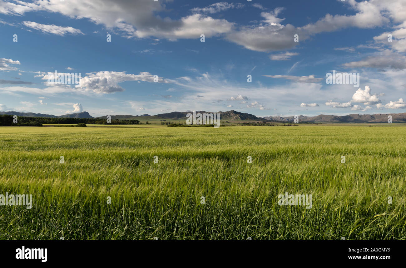 Cette photo a été prise dans le domaine de la Sierra de la Ventana, Province de Buenos Aires Banque D'Images