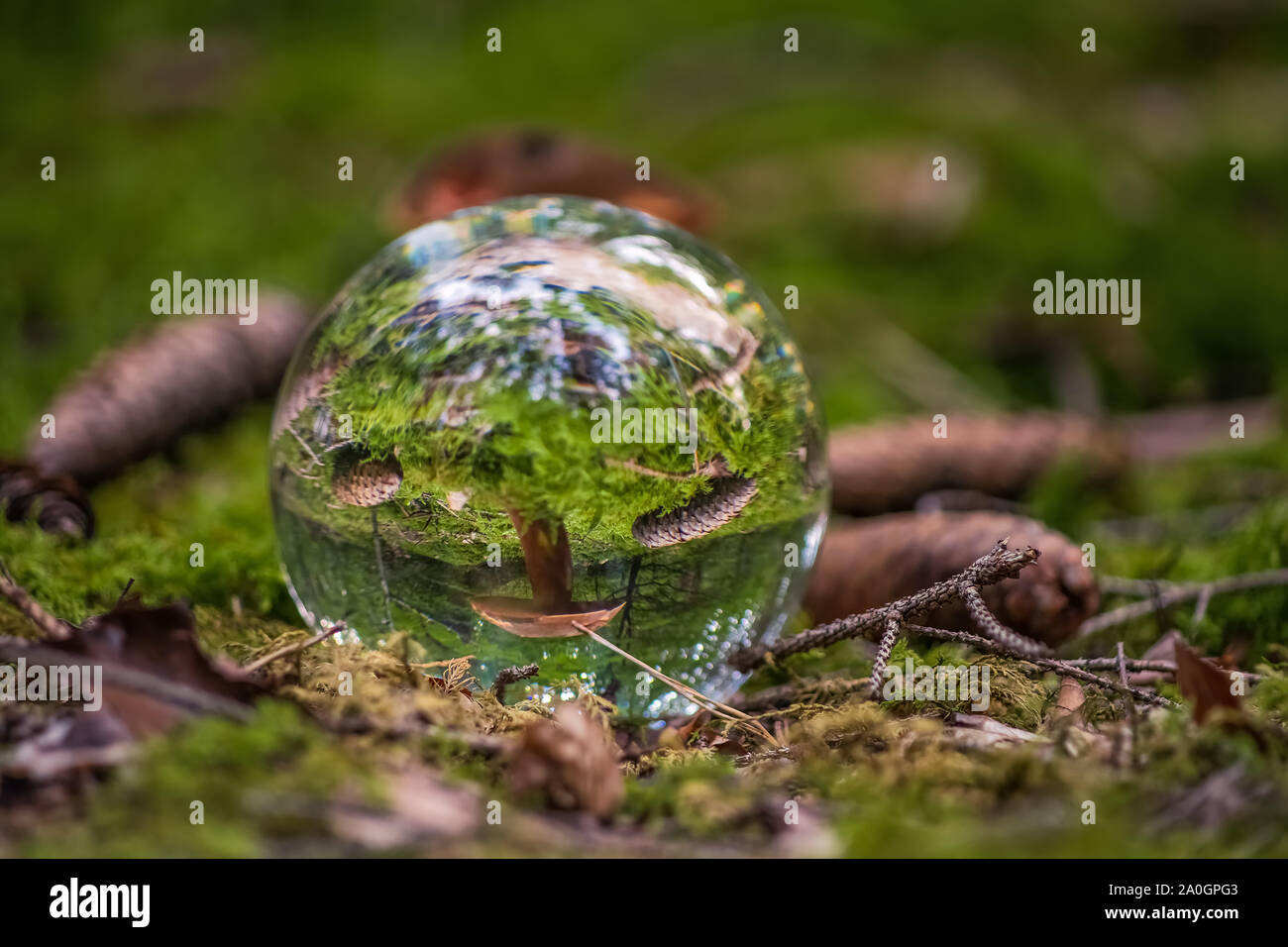 Regarder une partie d'une forêt de Bavière par un lensball. Banque D'Images