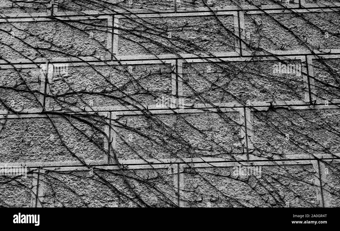 Belle texture photo fragment d'un ancien mur de château ivy Banque D'Images