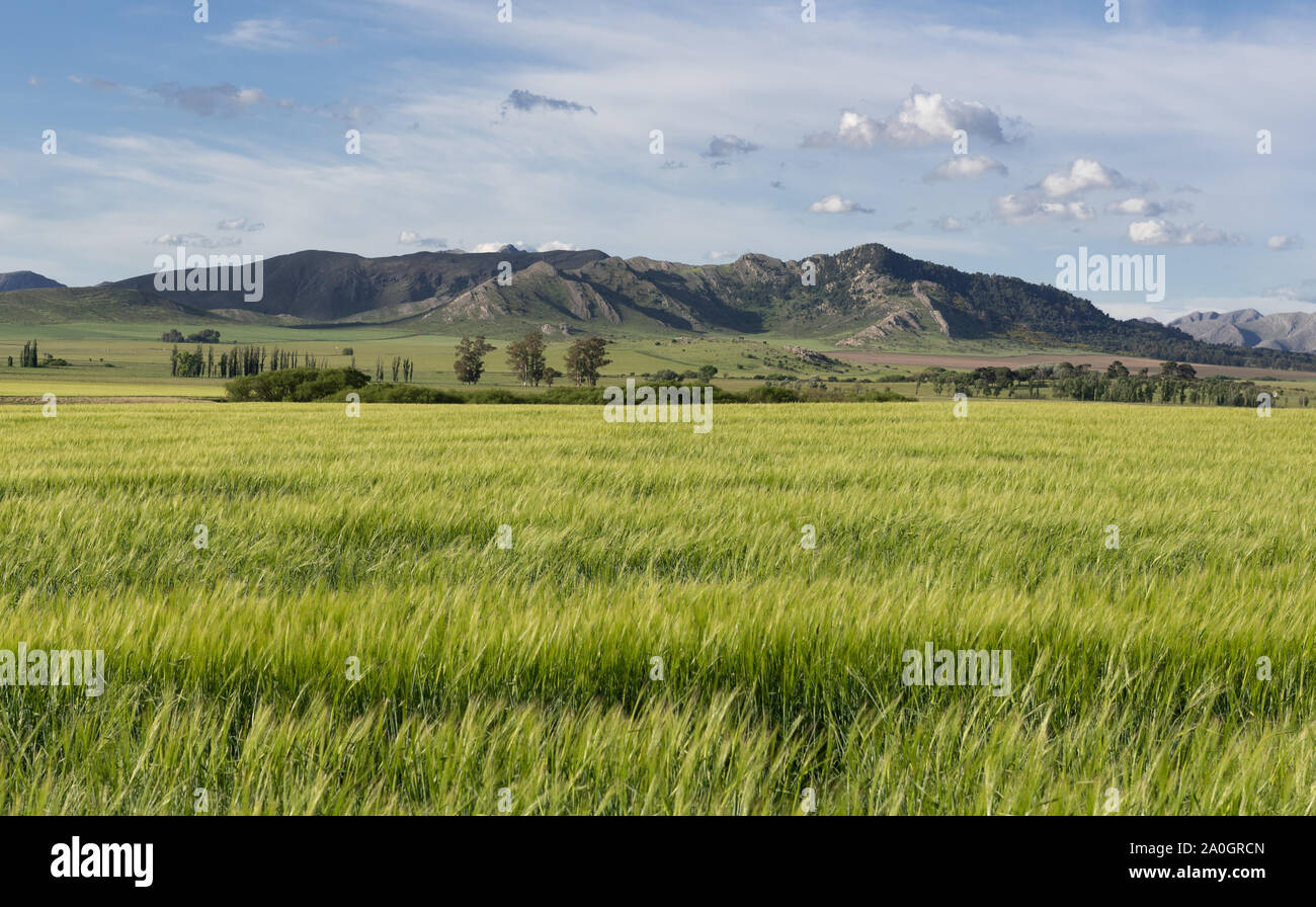 Cette photo a été prise dans le domaine de la Sierra de la Ventana, Province de Buenos Aires Banque D'Images