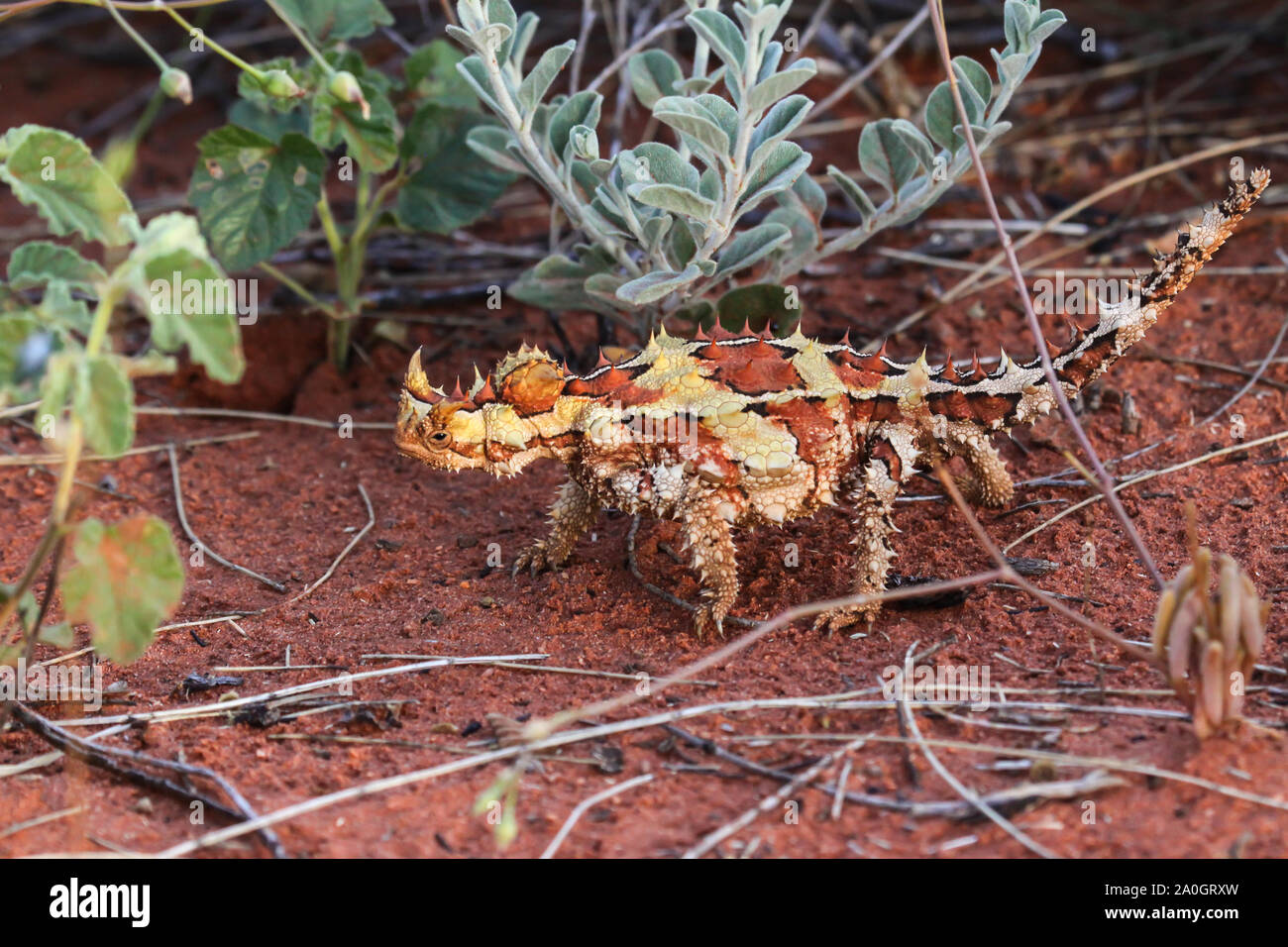 Près d'un diable épineux dans l'outback australien dans la végétation naturelle, Territoire du Nord, Australie Banque D'Images