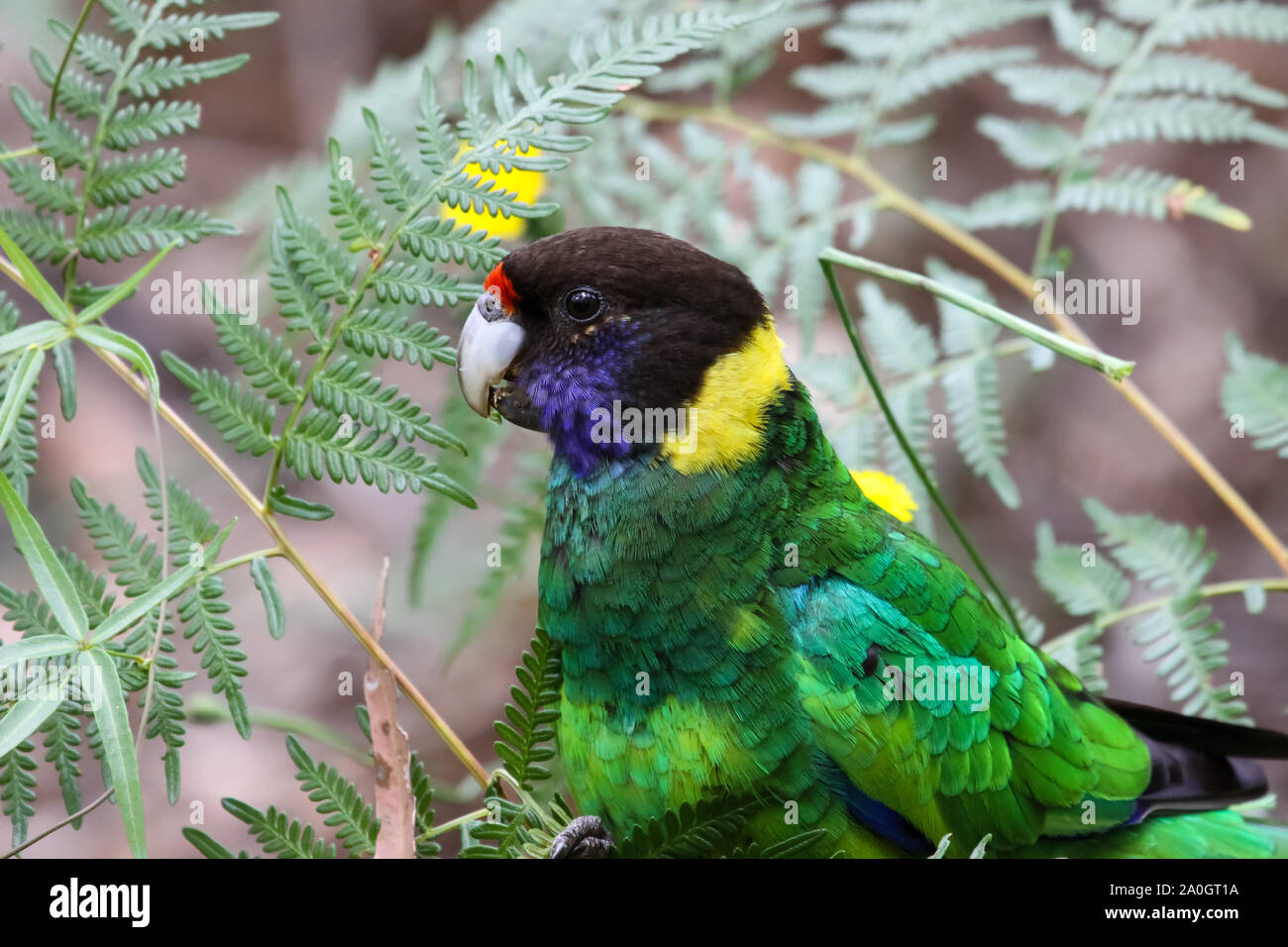 Près d'un Port Lincoln parrot, Gloucester National Park, Australie occidentale Banque D'Images