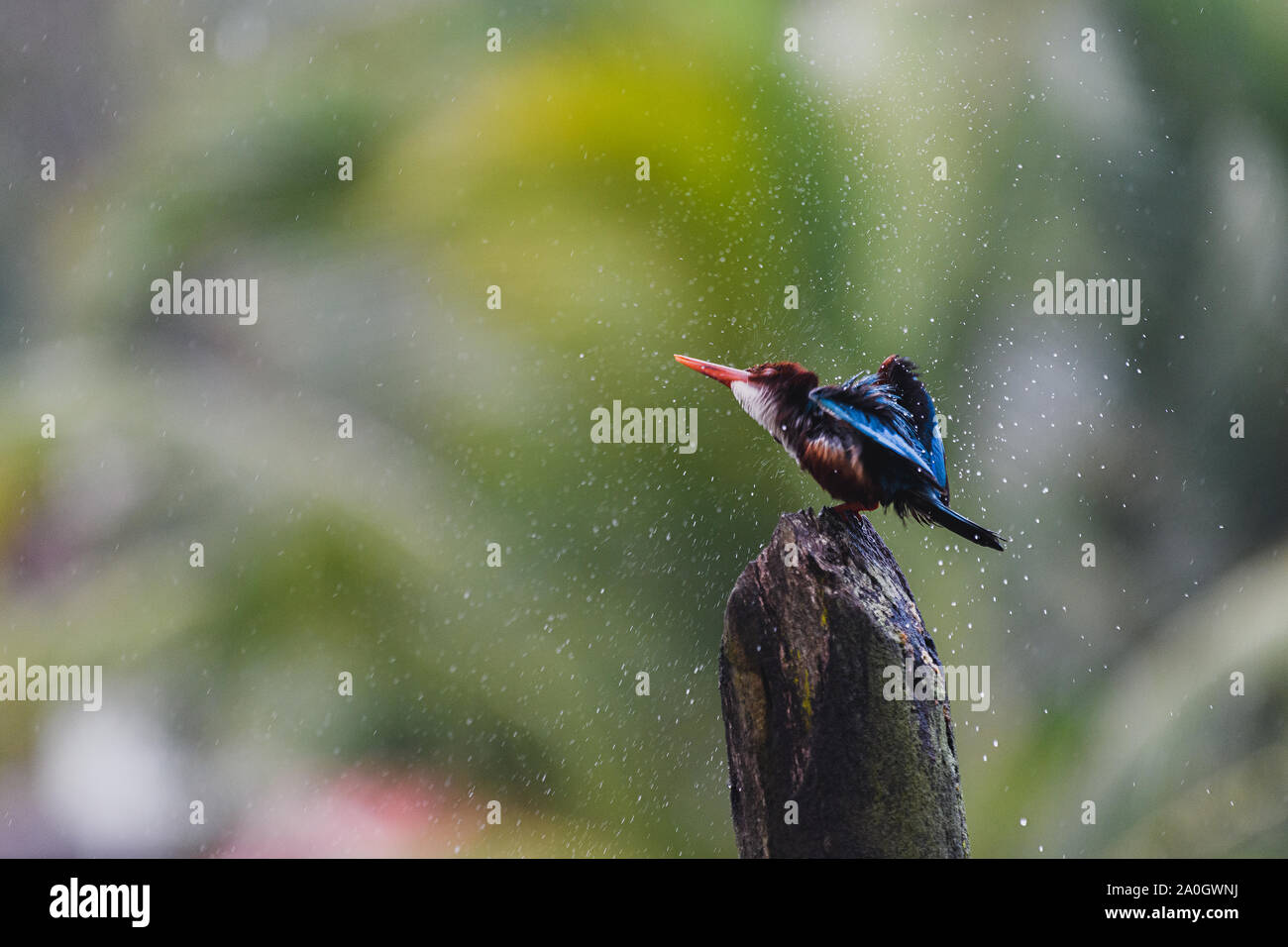 White throated Kingfisher pleinement trempé dans la pluie perché sur un poteau électrique en bois un jour de pluie et d'essayer de sécher ses plumes Banque D'Images
