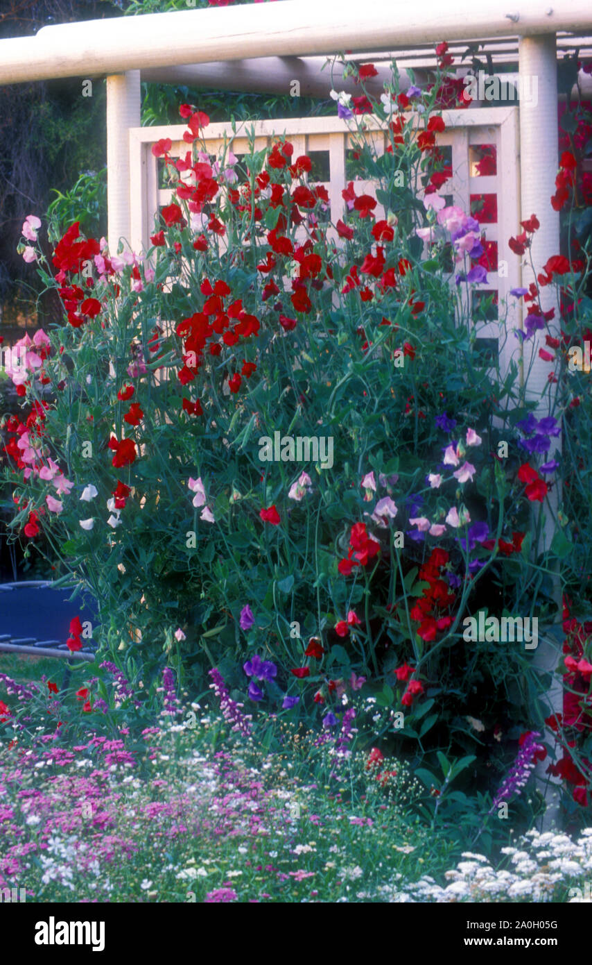 PEA DOUX ROUGE ET ROSE (LATHYRUS ODORATUS) UNE PLANTE GRIMPANTE ANNUELLE) POUSSANT SUR UN JARDIN EN BOIS PERGOLA DANS UN JARDIN DE CHALET, SYDNEY, AUSTRALIE. Banque D'Images