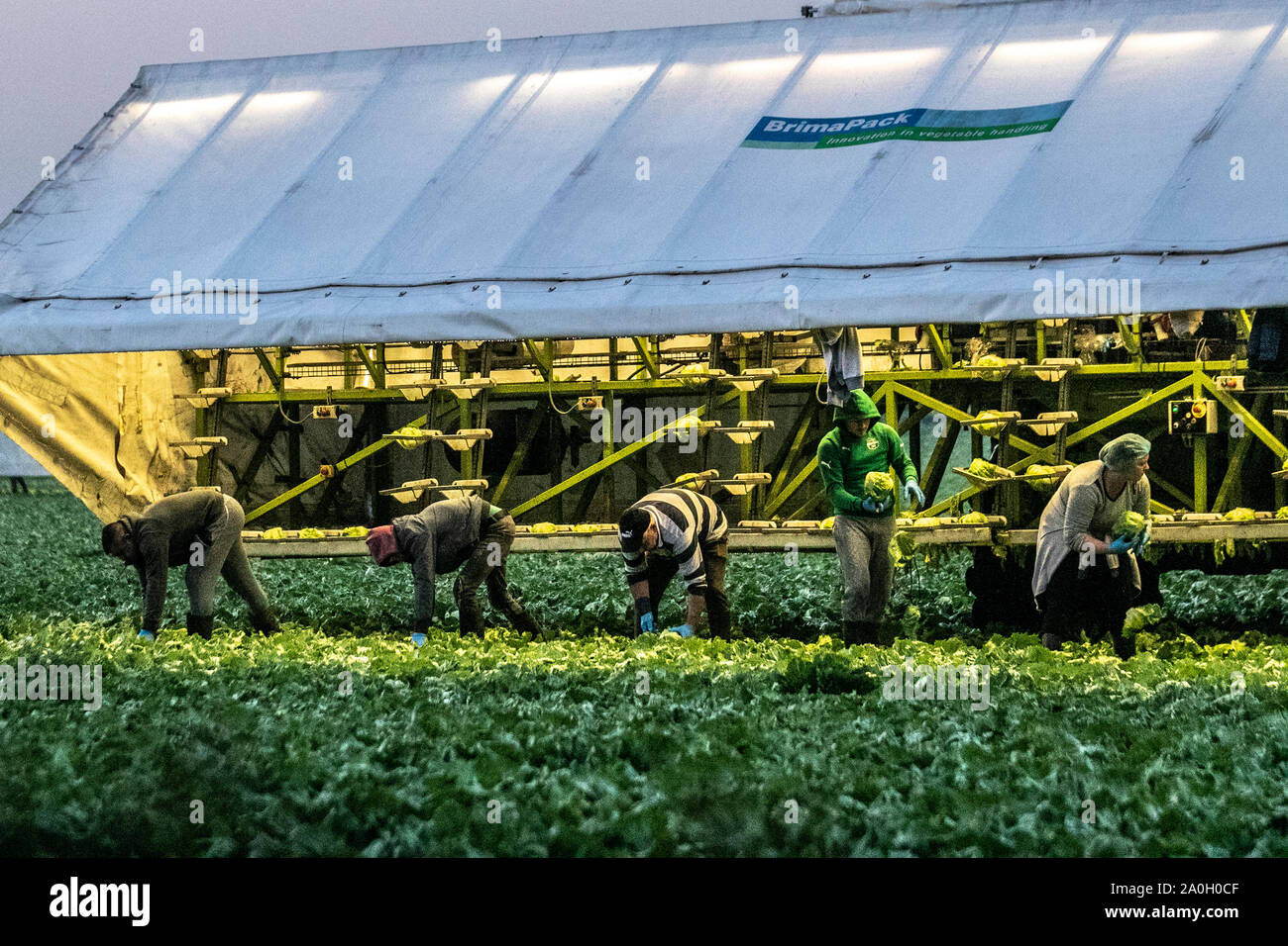 Rufford, Lancashire. Météo britannique. 20e Septembre, 2019. Bien sec, tôt le matin, départ pour les ramasseurs de chou en Rufford. Les ressortissants de l'UE et les travailleurs migrants en milieu rural au début de la récolte des choux de Lancashire en nocturne à l'aube à l'aide de machines ou d'BRIMAPack pour automatiser le classement des légumes dans l'industrie agricole et alimentaire. Savoir quand prendre le chou est particulièrement important si l'on prévoit de la pluie. Têtes matures peuvent être séparés par des pluies excessives ou plus de l'arrosage, les rendant immangeable. La récolte doit se faire avant la pluie a une chance d'endommager la récolte. /AlamyLiveNews MediaWorldImages crédit ; Banque D'Images
