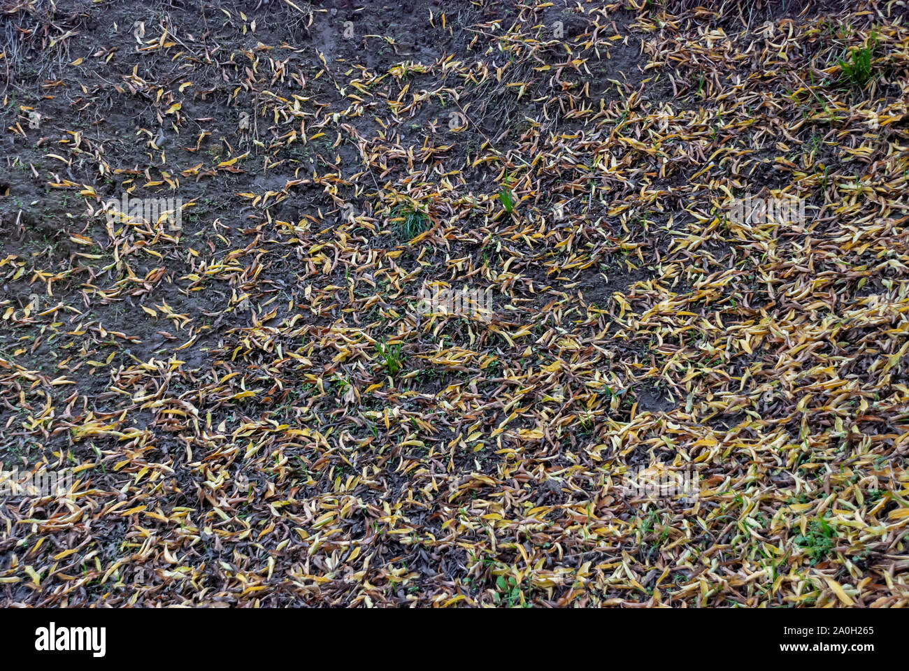 Feuilles vertes et jaunes sur le sol de la forêt. focus sélectif. Banque D'Images
