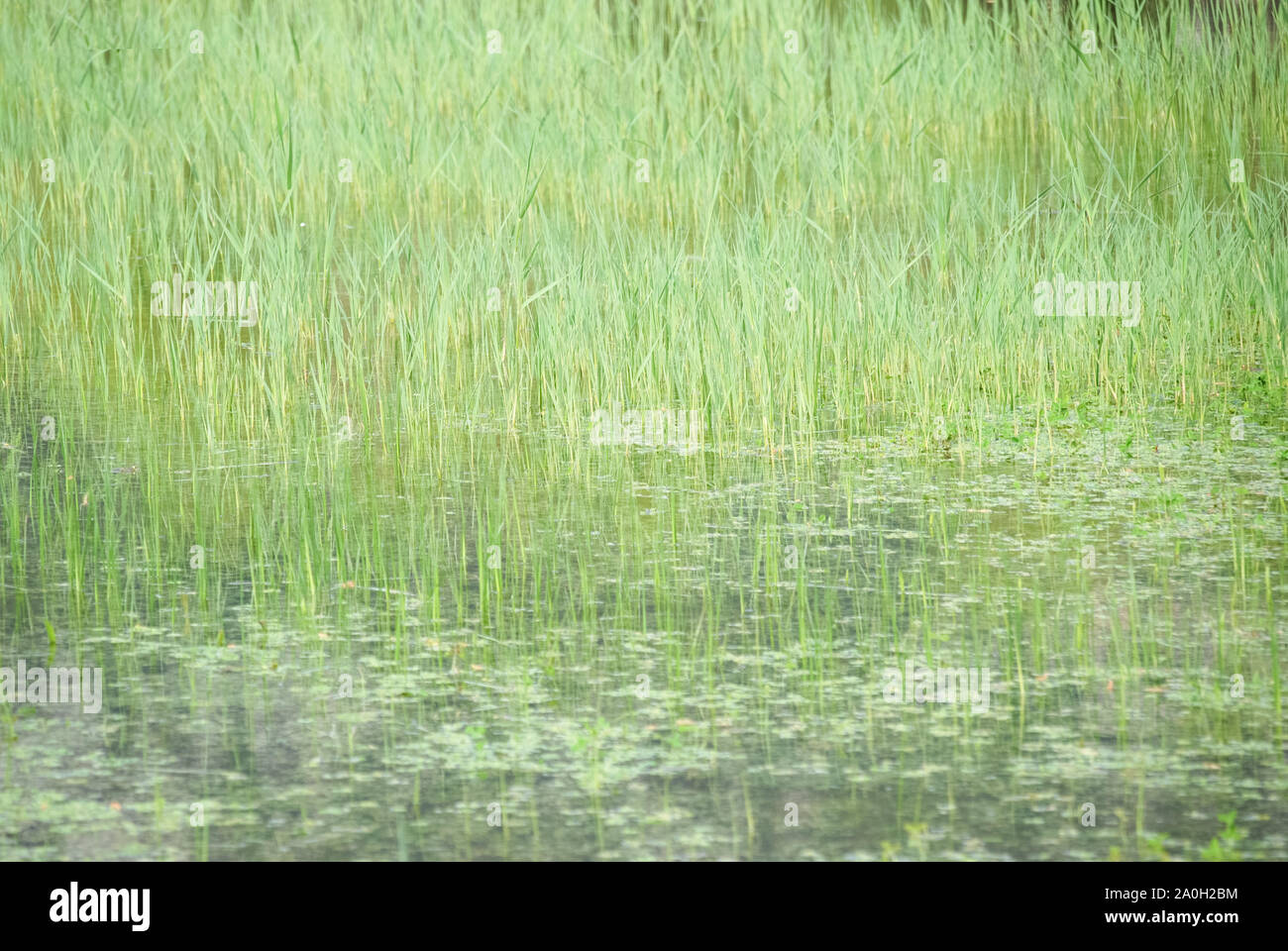 Roseaux vert dans l'eau, avec la réflexion. Banque D'Images