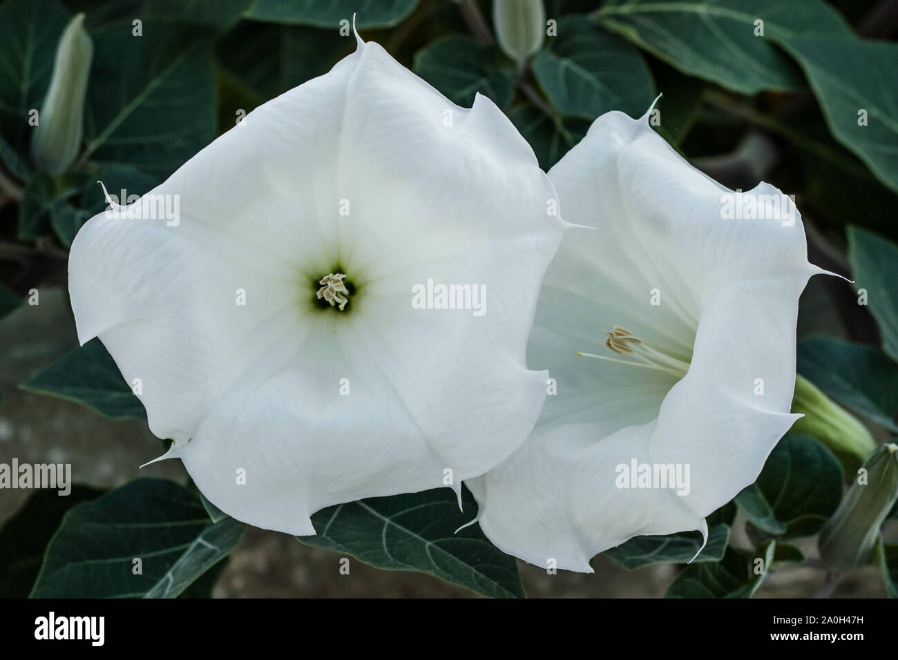 Deux fleurs blanches close-up. Datura inoxia, dessin de fleurs. Inoxia avec des feuilles vertes. Floral background. Les plantes dans le jardin. Banque D'Images