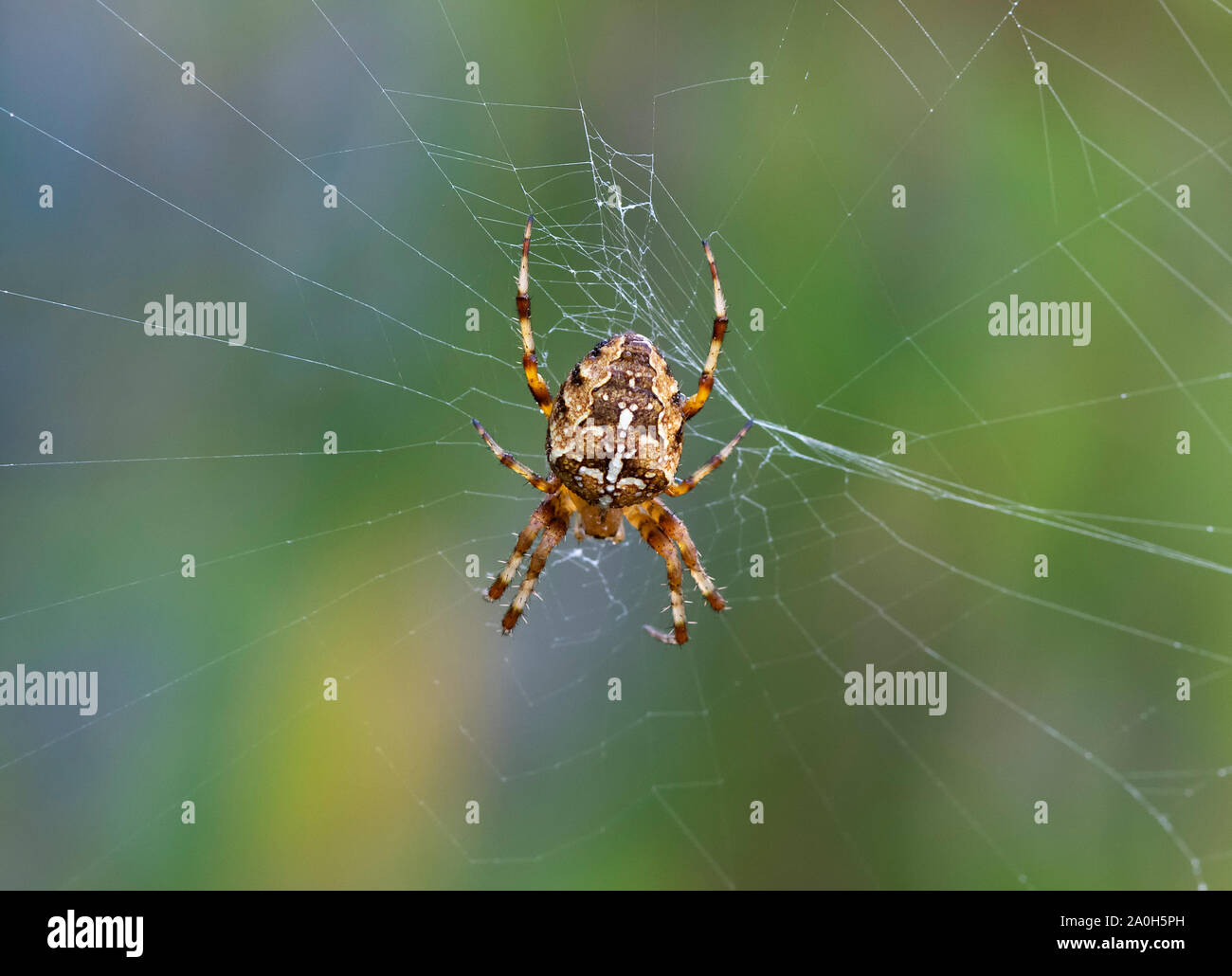 Jardin de couleurs vives (araignée Araneus diadematus Cross) en attente d'une proie dans le centre de c'est site web Banque D'Images