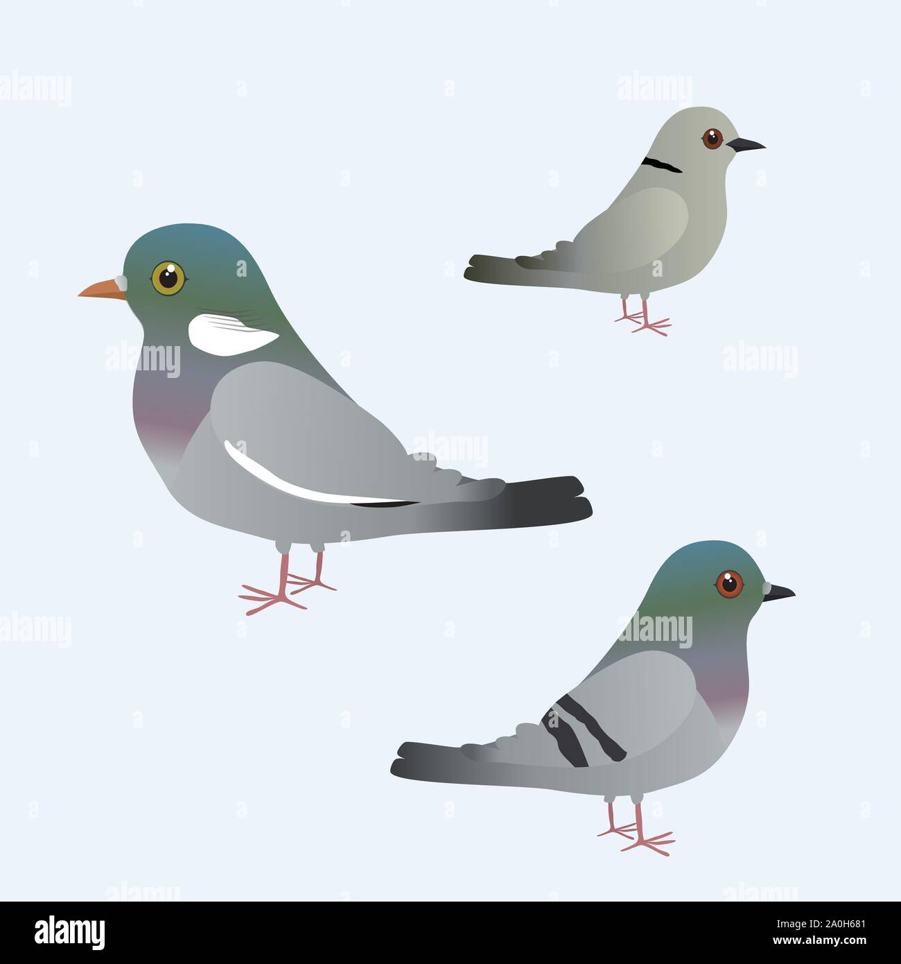 Pigeon ramier, commune Venturon montagnard et un pigeon illustration Illustration de Vecteur