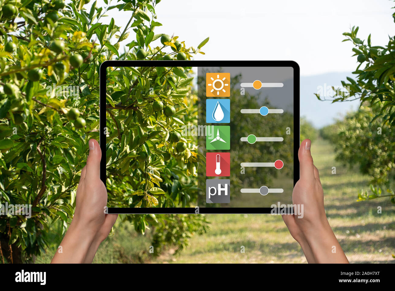 Un agriculteur est tenant une tablette. L'agriculture et de l'agriculture intelligente numérique concept Banque D'Images