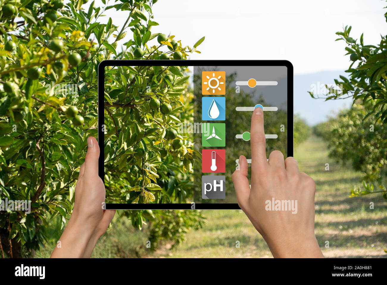 Un agriculteur est tenant une tablette. L'agriculture et de l'agriculture intelligente numérique concept Banque D'Images