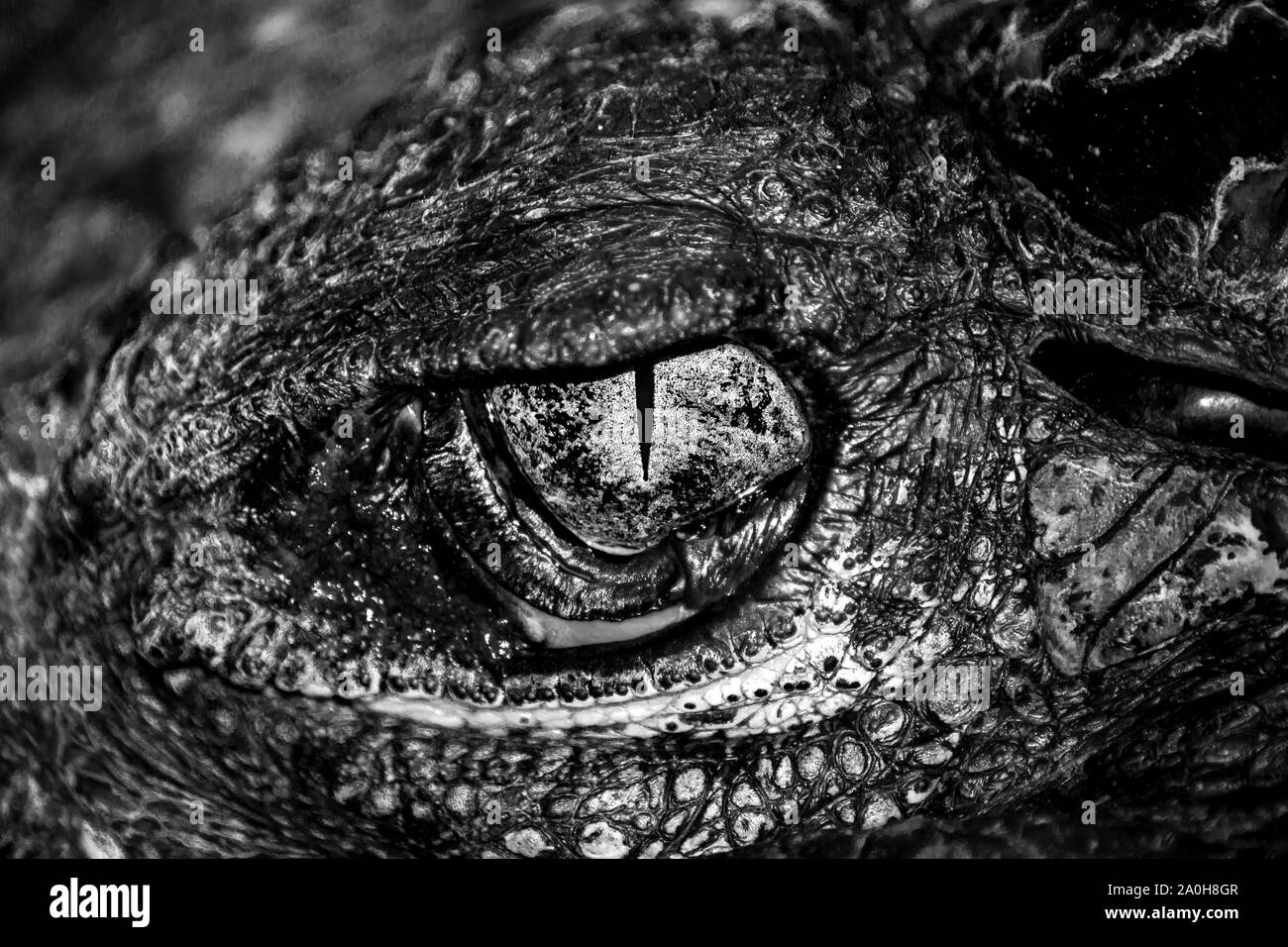 Le noir et blanc yeux de férocité, chasseur de crocodiles. Banque D'Images