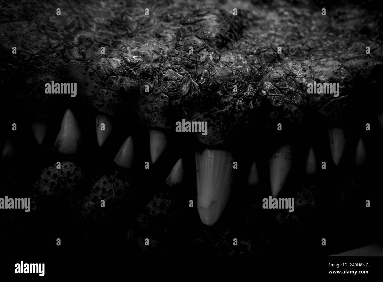 Bouche sombre du chasseur de crocodile dans la cage avec des crocs acérés et effrayant. Banque D'Images