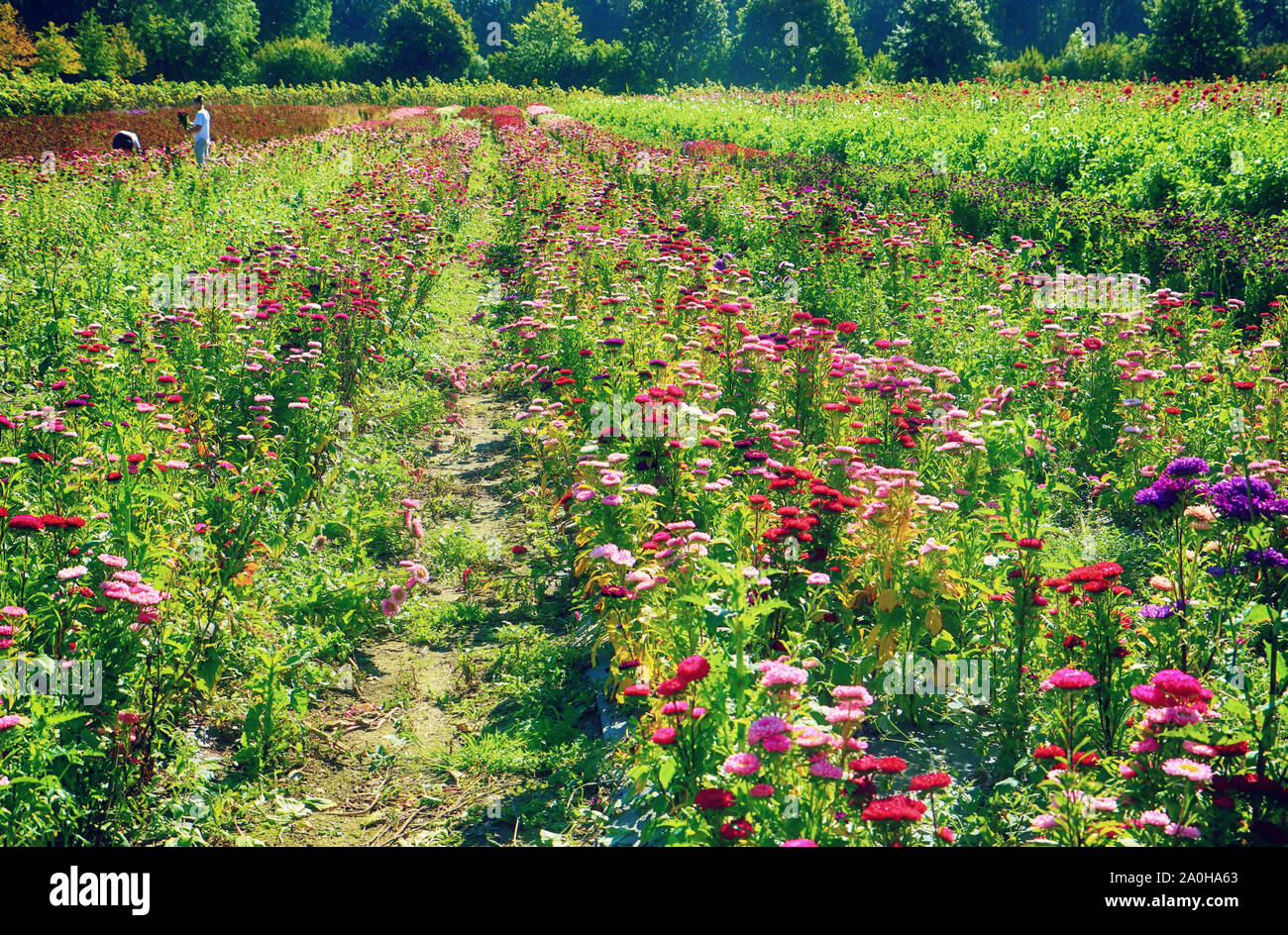 La culture des fleurs en Bavière : coupe des jardiniers fleurs aster colorés en été pour le marché floral Banque D'Images