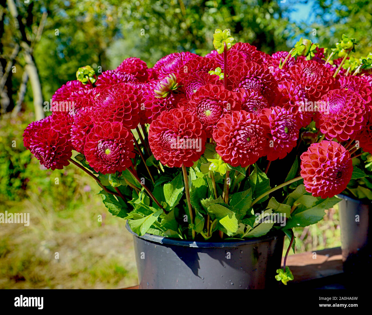 La culture des fleurs en Bavière : dahlia parfait capitules récoltés en été et prêt pour le marché floral Banque D'Images