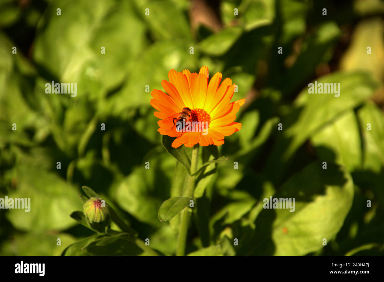 La fleur de souci ou calendula officinalis avec bee, ruddles potable ou conjoint avec des pétales de souci brillant Banque D'Images