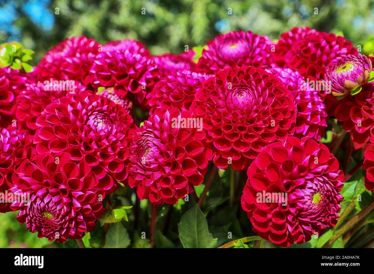 La culture des fleurs en Bavière:close up of dahlia parfait capitules récoltés en été et prêt pour le marché floral Banque D'Images