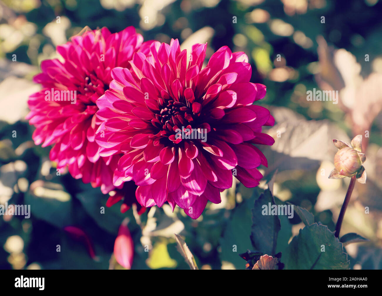 Belle fleur dahlia violet sur la tête en été à une exploitation agricole intensive culture en Bavière, gros plan et arrière-plan flou Banque D'Images