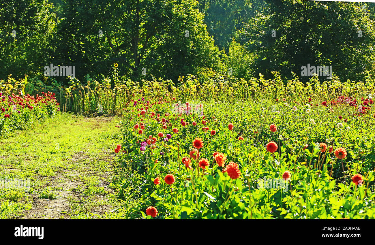 Vue d'été de dahlias colorés et le tournesol la culture intensive en Bavière, fleurs prêt à être coupé pour le marché floral Banque D'Images