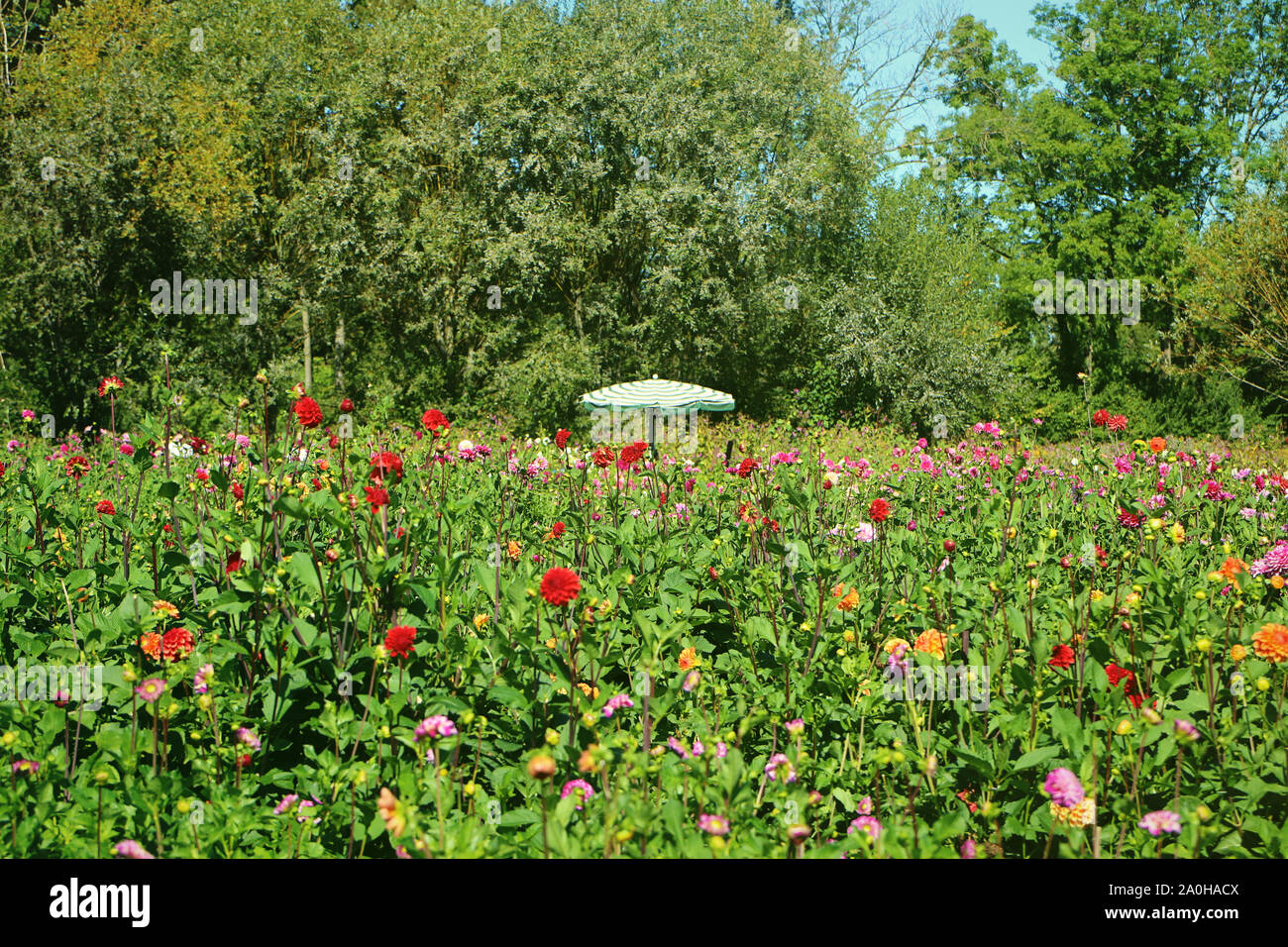 Vue d'été de dahlias colorés la culture intensive en Bavière, fleurs prêt à être coupé pour le marché de fleurs et d'un parasol offrant une protection solaire Banque D'Images