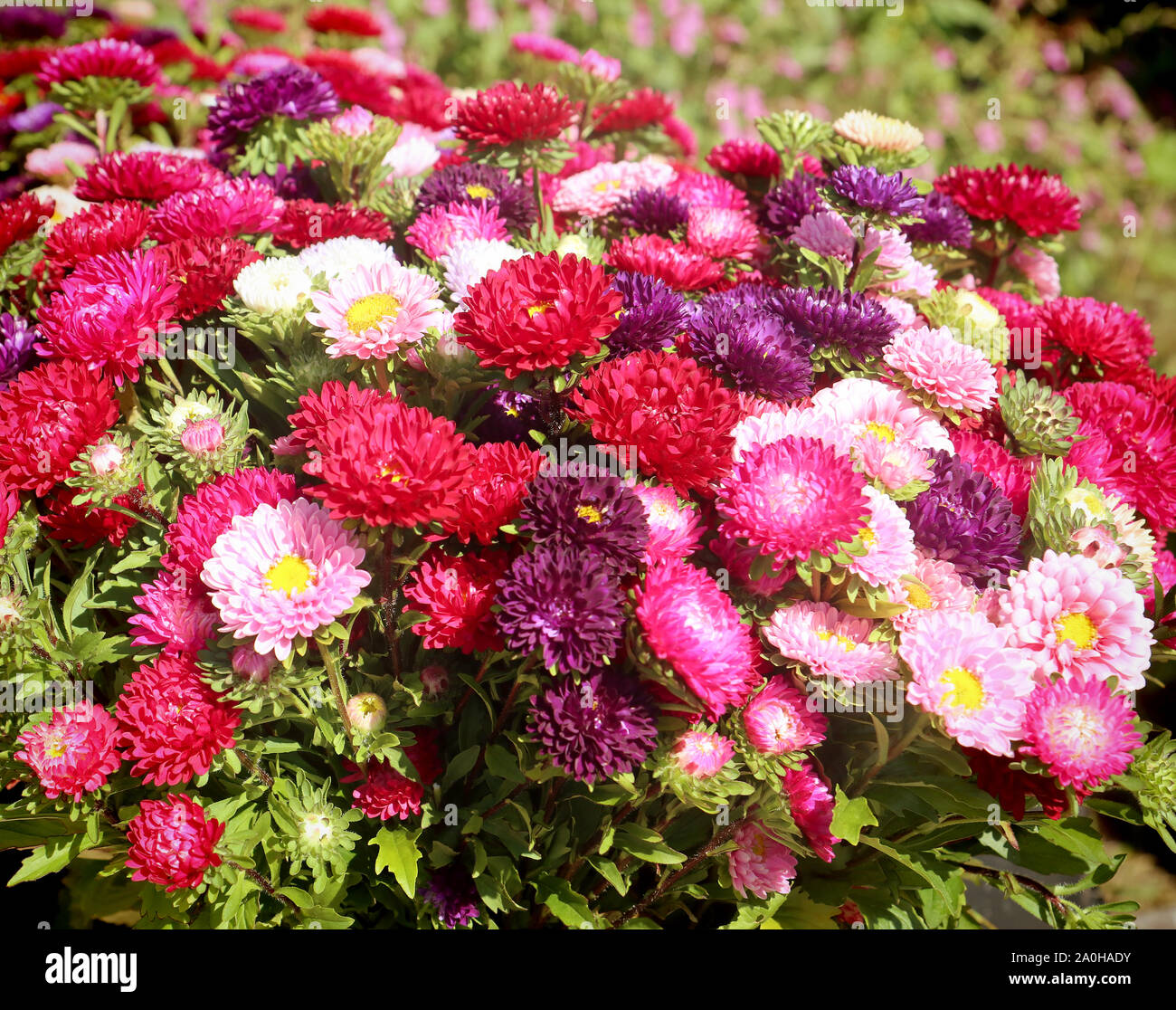 La culture des fleurs en Bavière:close up of colorful fleurs aster en été prêt pour le marché floral Banque D'Images