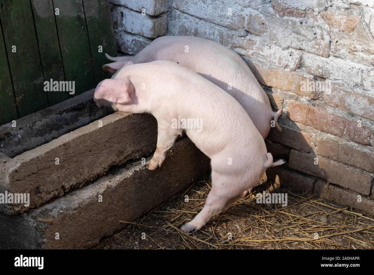 Les porcs de 2 mois ramper dans une mangeoire Banque D'Images