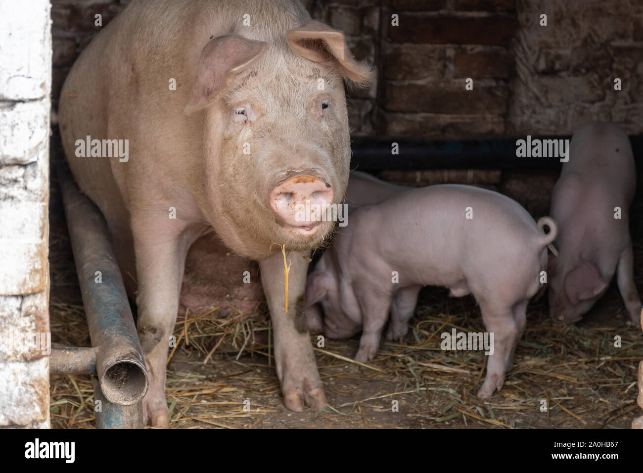Un grand sow donne d'une grange entouré par les porcs mensuel Banque D'Images