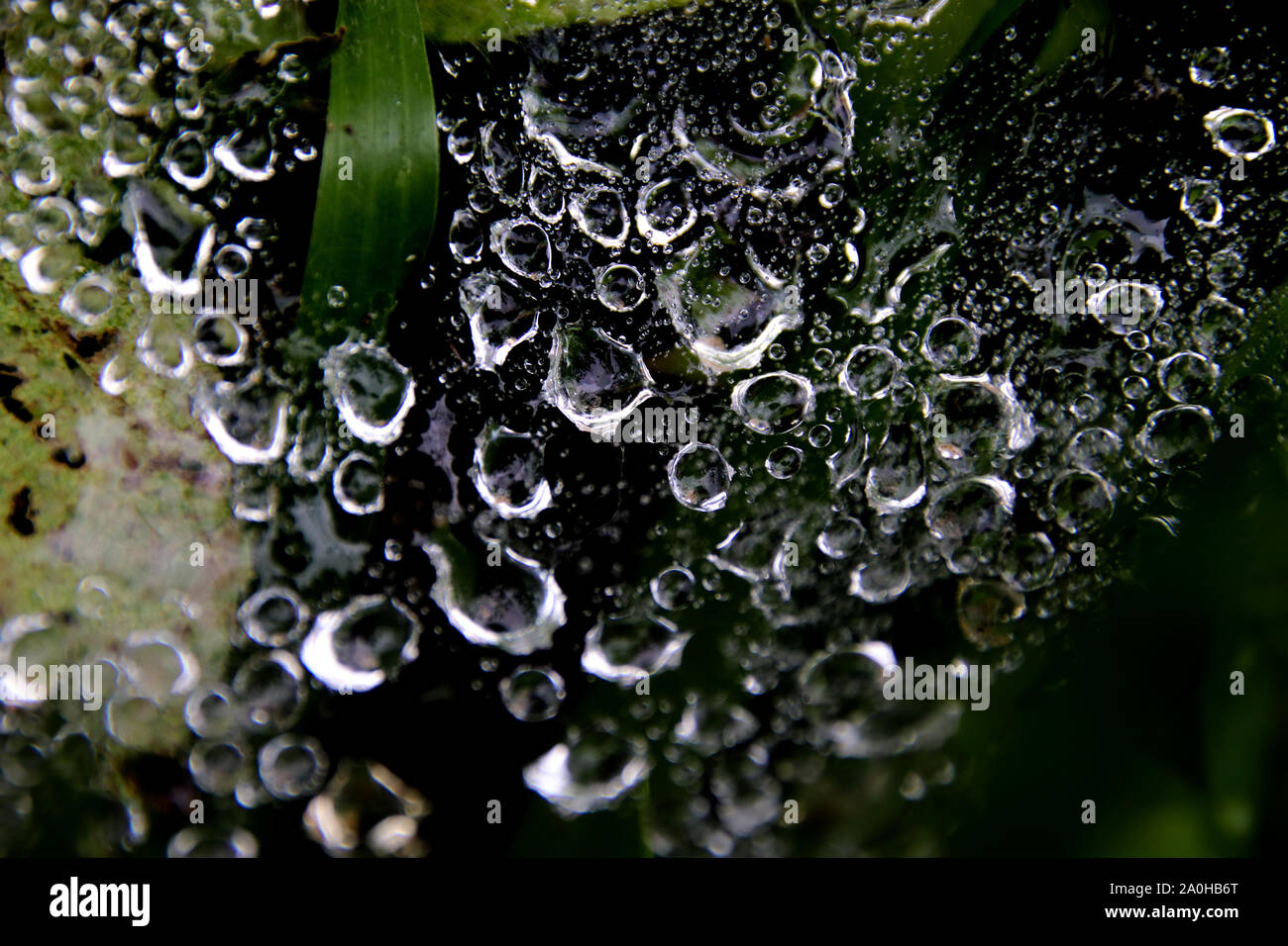 Rosée du matin pris dans l'herbe verte montrant les motifs abstraits et les textures dans la nature, de la fraîcheur, bien-être et l'harmonie Banque D'Images