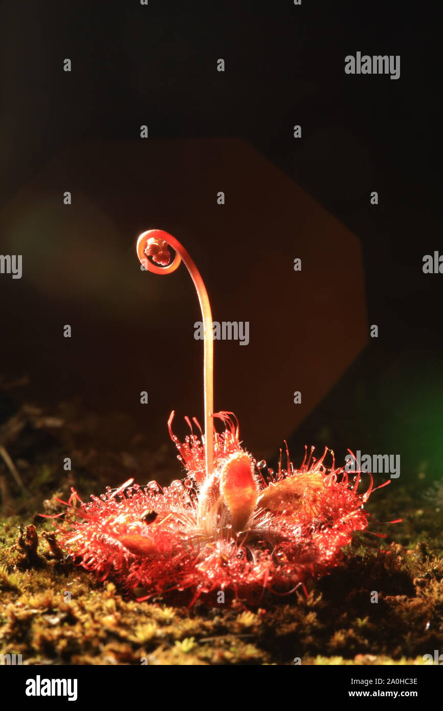 Gros plan Sundew ou Drosera tokaiensis est plante carnivore piège de minuscules insectes sont avec la chaux collante Banque D'Images