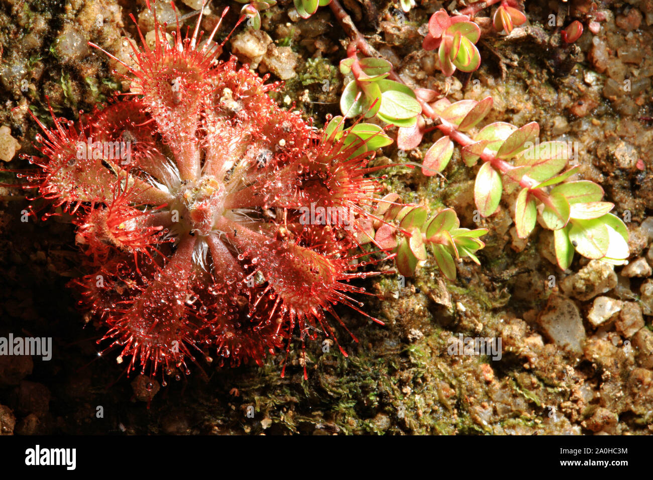 Sundew Drosera ou tokaiensis est plante piège de minuscules insectes sont avec du mucus Banque D'Images