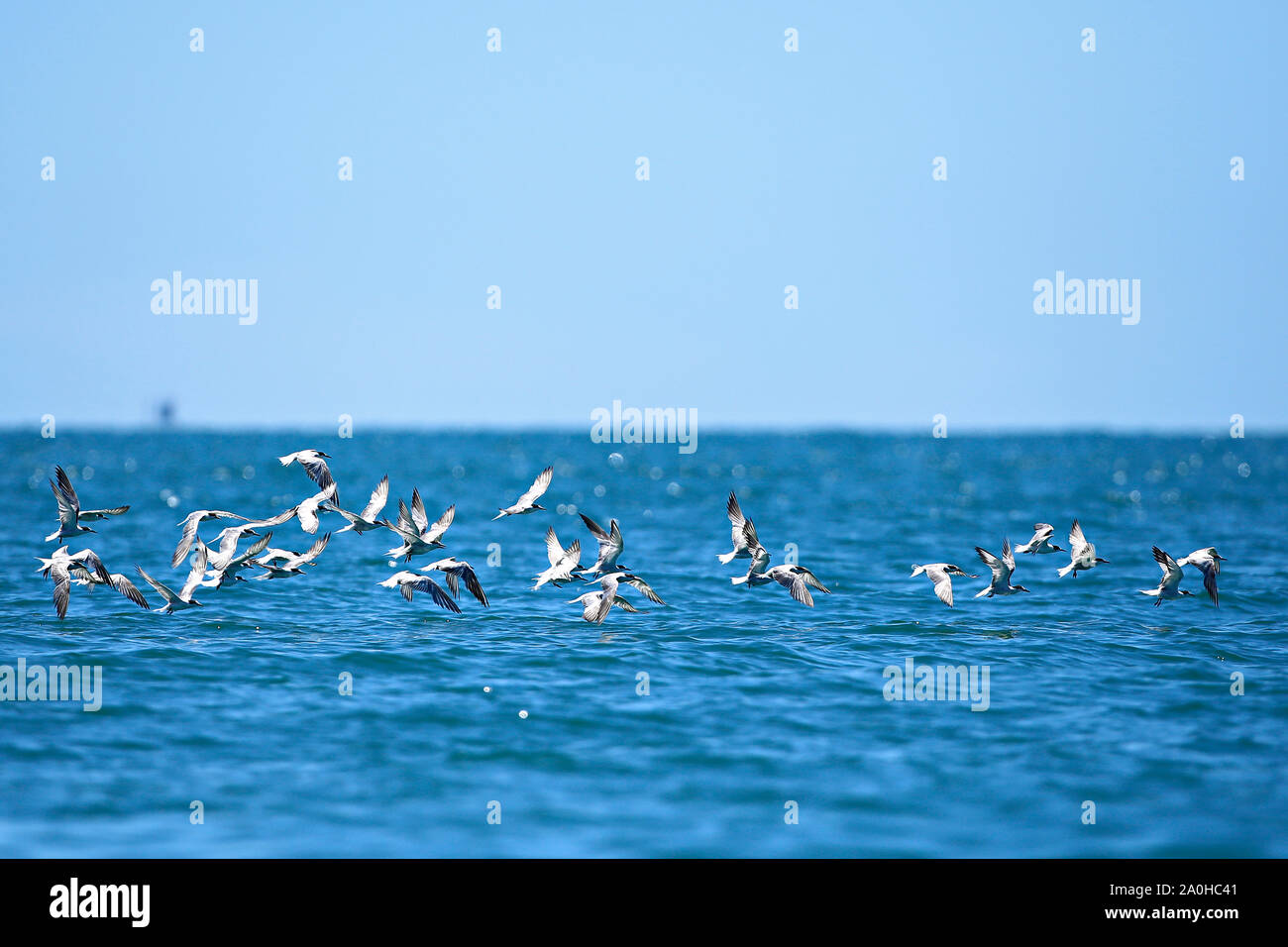 La sterne de Crested (Sterne de Crested) chinoise vole pour la nourriture dans le golfe de Thaïlande Banque D'Images