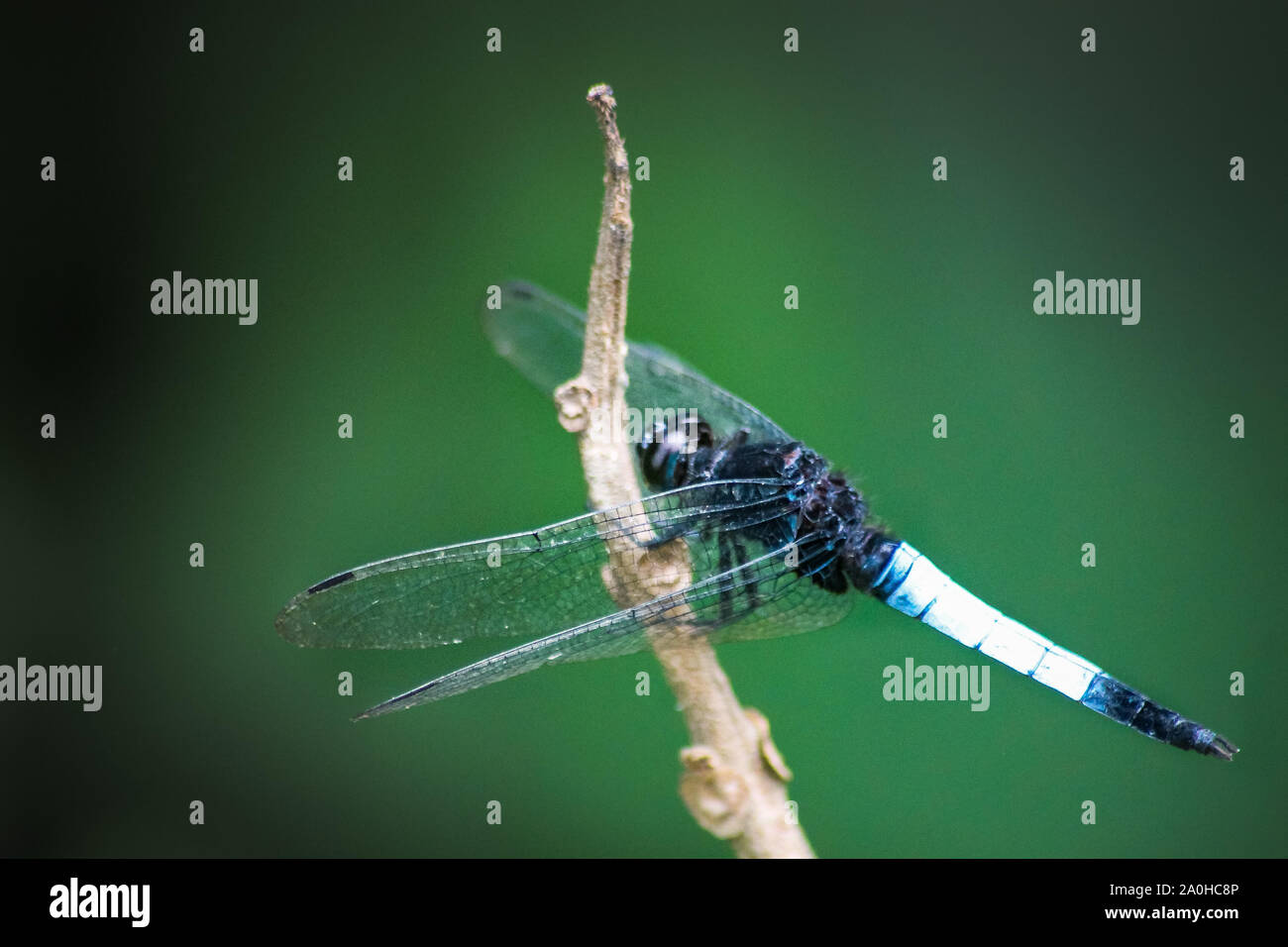 A blue dasher (Pachydiplax longipennis) qui est une libellule de la famille skimmer reposant sur une branche repéré sur Muang Ngoy village, Laos Banque D'Images