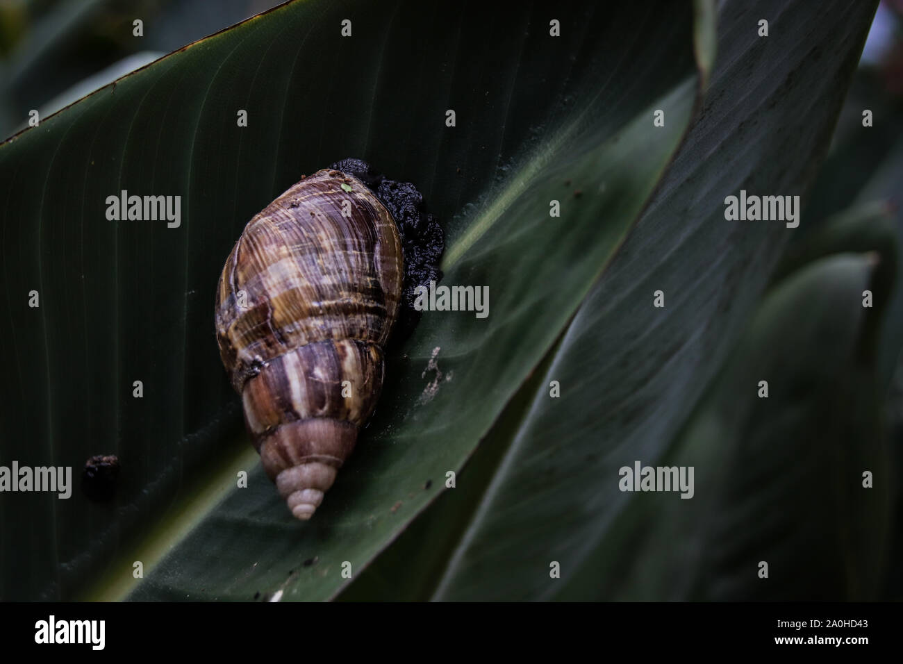 Achatina fulica également connue sous le nom de escargot géant africain ou escargot africain géant contre le feuillage vert pour montrer le concept de vie, la nature et l'équilibre Banque D'Images