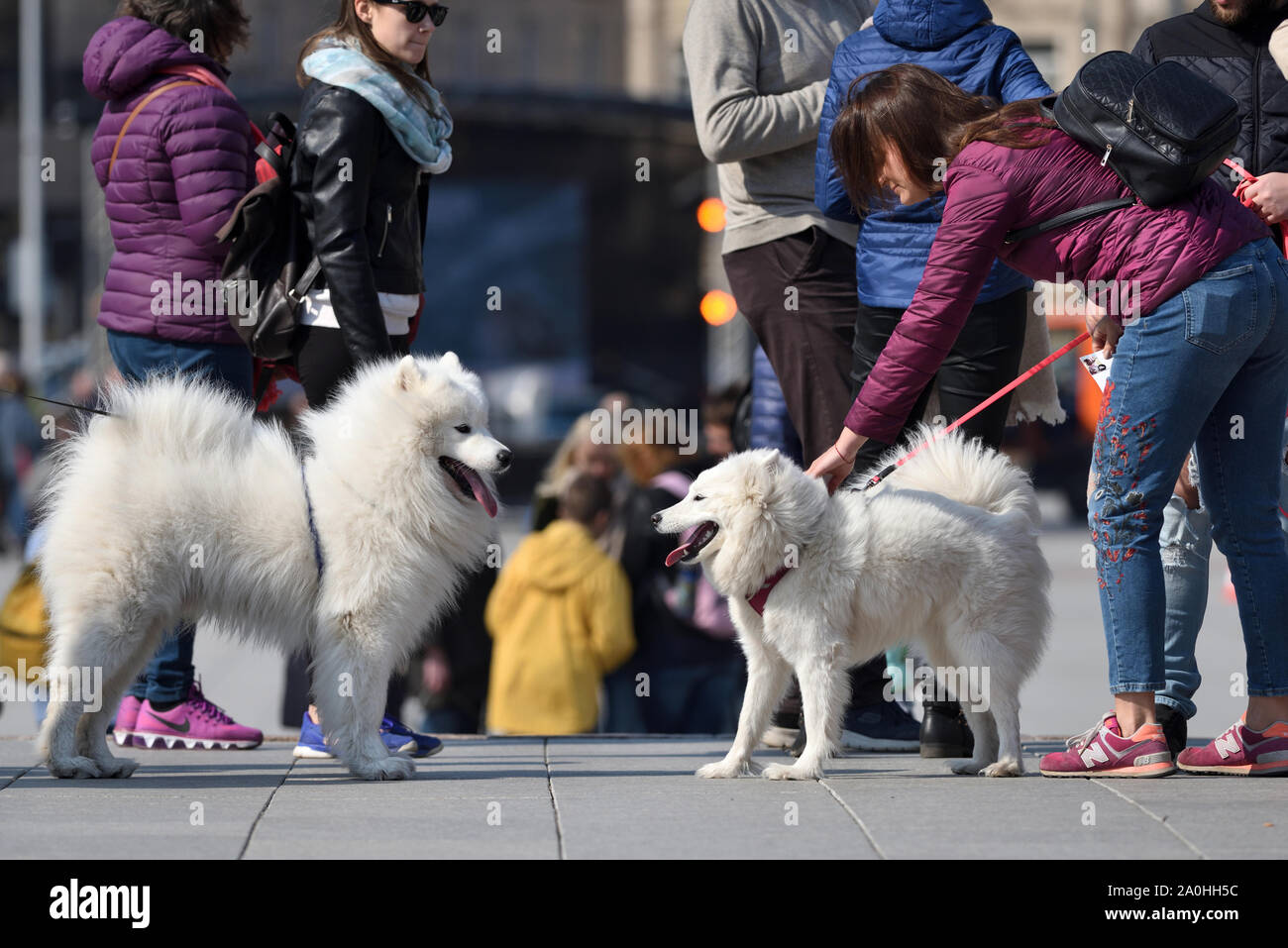 Vilnius, Lituanie - Avril 06 : personnes non identifiées avec des chiens, dans la vieille ville de Vilnius, 06 avril 2019 à Vilnius en Lituanie. Vilnius est la capitale de l'allumé Banque D'Images