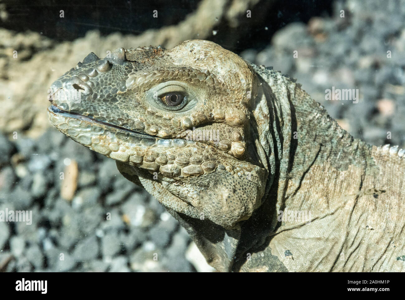 Iguane rhinocéros (Cyclura cornuta) Banque D'Images