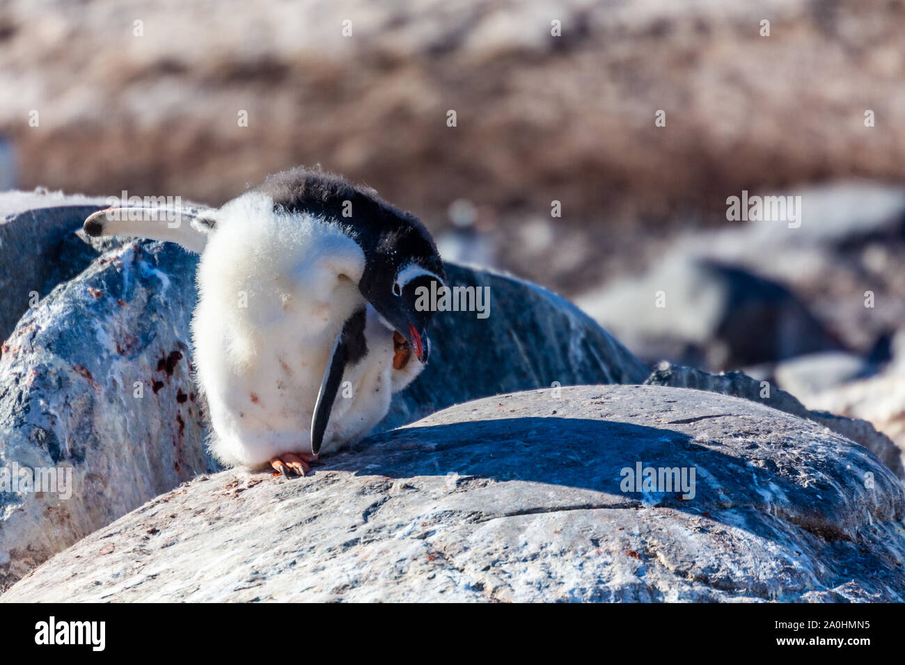 Démangeaisons Gentoo pingouin sur les rochers, l'Île Cuverville. Argentina Banque D'Images