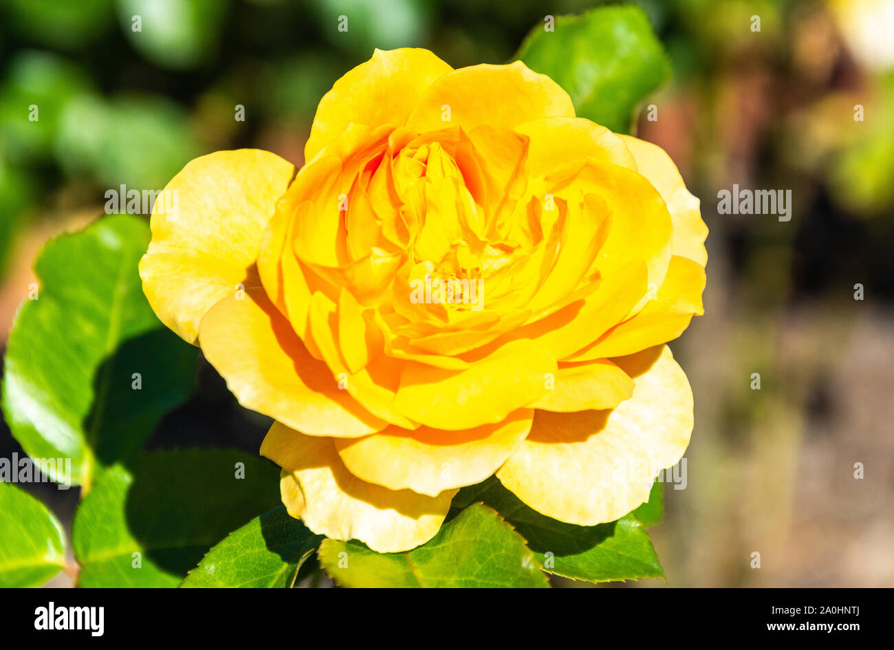 Rose fleur de l'âge d'or en Australie cultivar. Banque D'Images