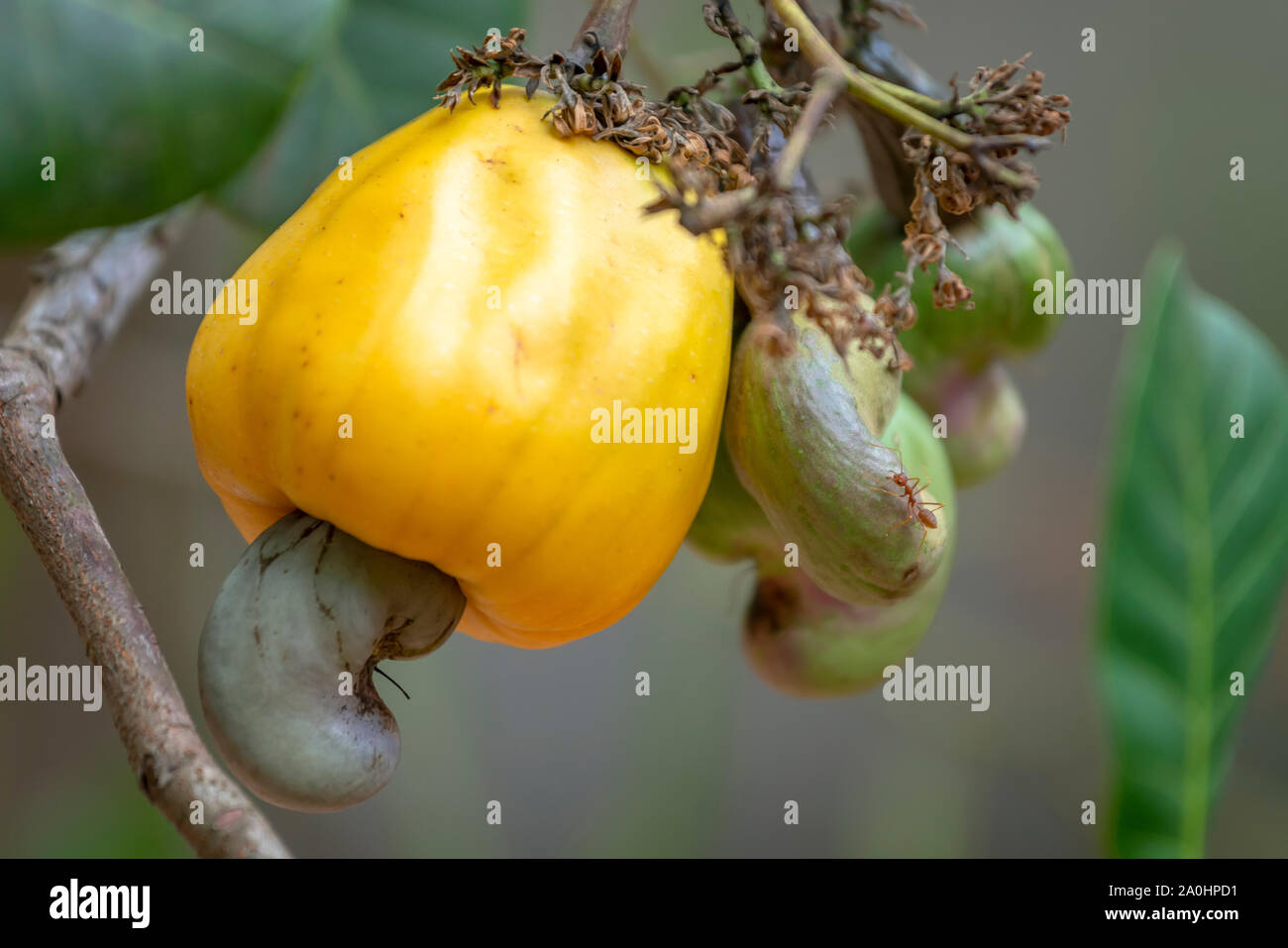 Arbre de noix de cajou Banque